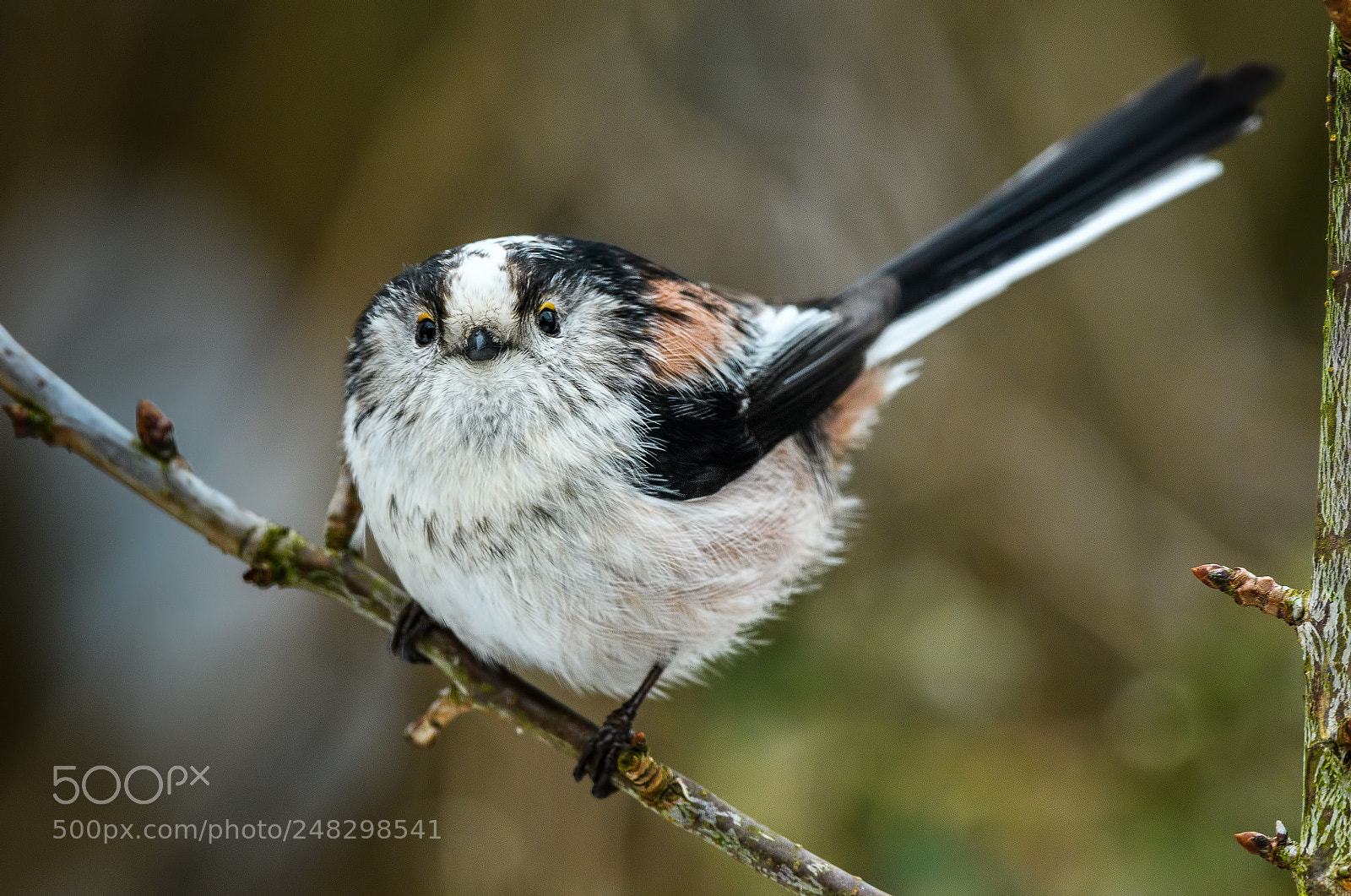Nikon D500 sample photo. Long-tailed ball of fluff ? photography