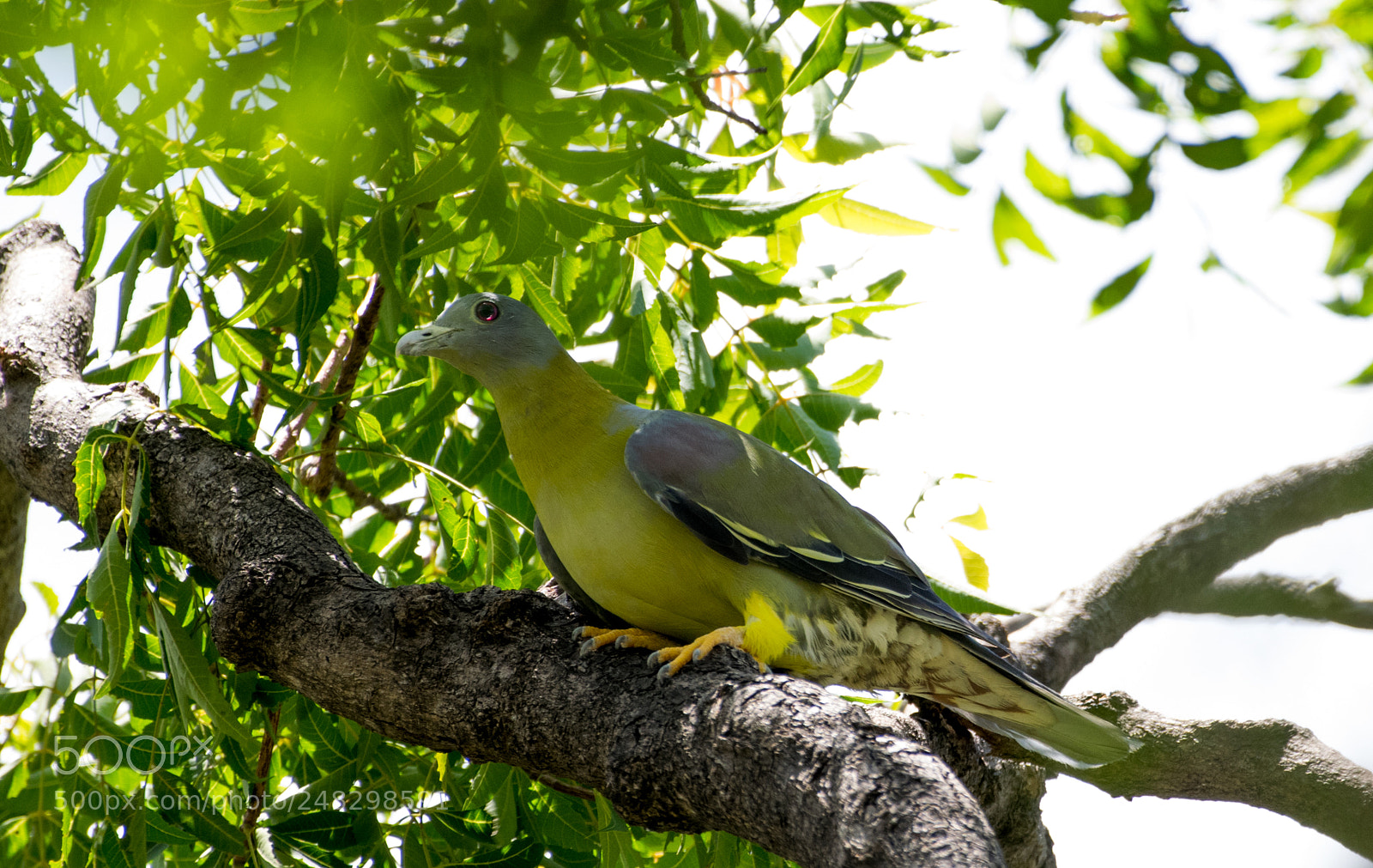 Nikon D5300 sample photo. Yellow footed green pigeon photography