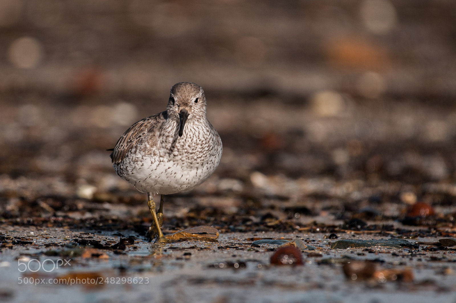 Nikon D300 sample photo. Red knot, b casseau photography