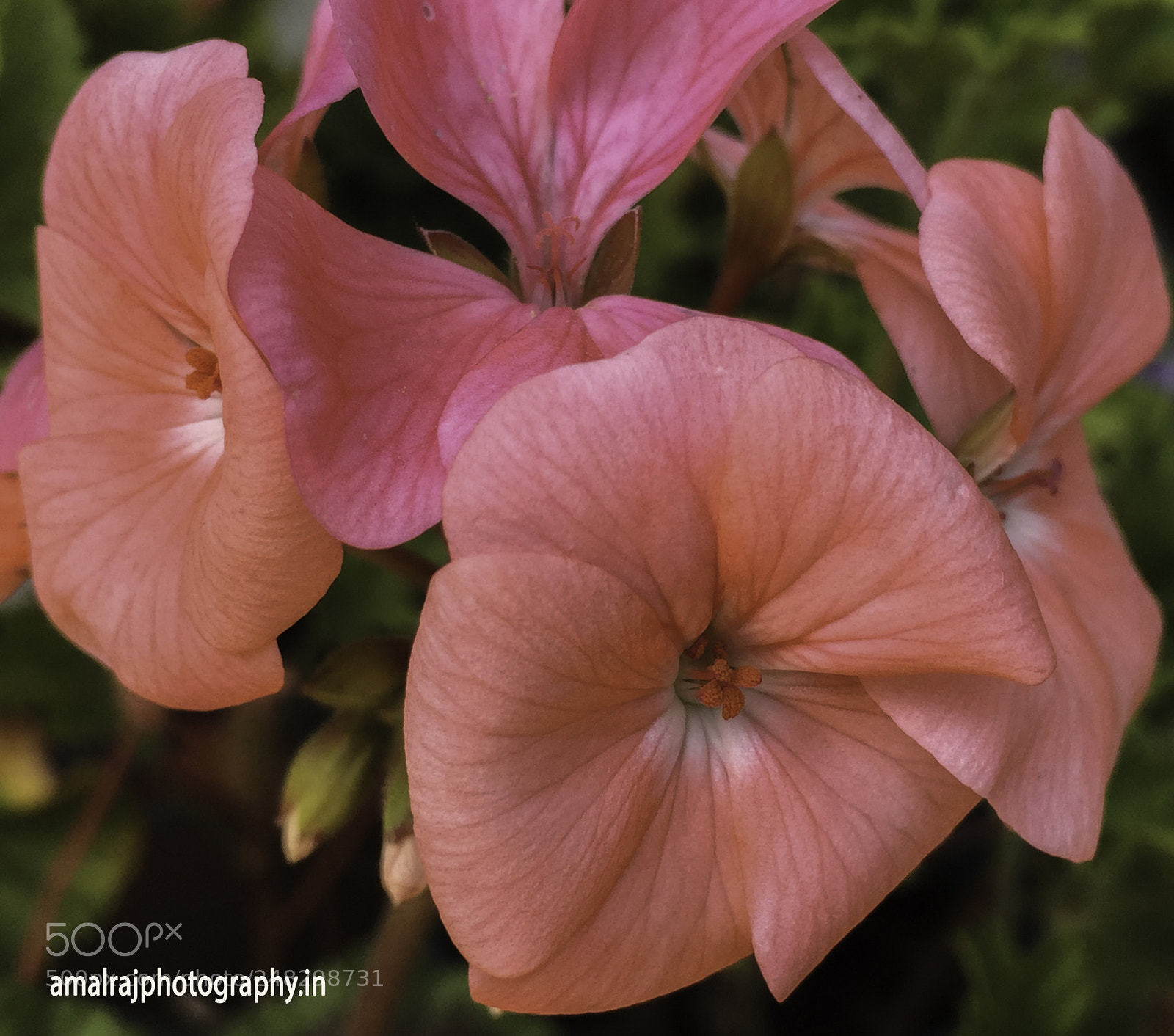 Apple iPhone 6 sample photo. Flower photography