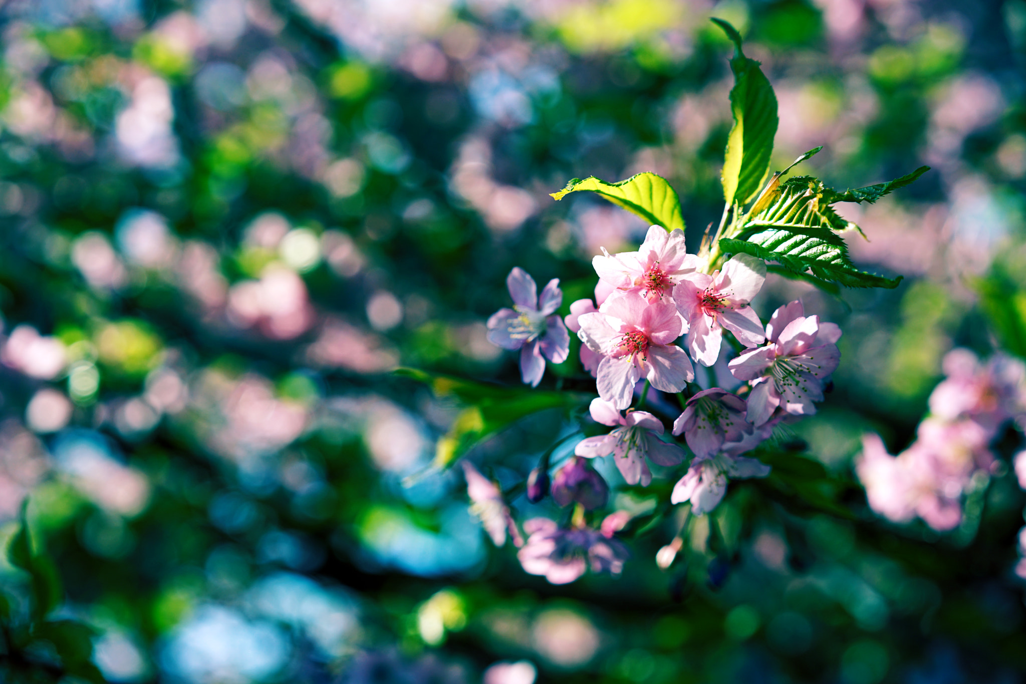 Sony a7 II + Sony Sonnar T* FE 55mm F1.8 ZA sample photo. Kawazu-zakura cherry blossom4 photography