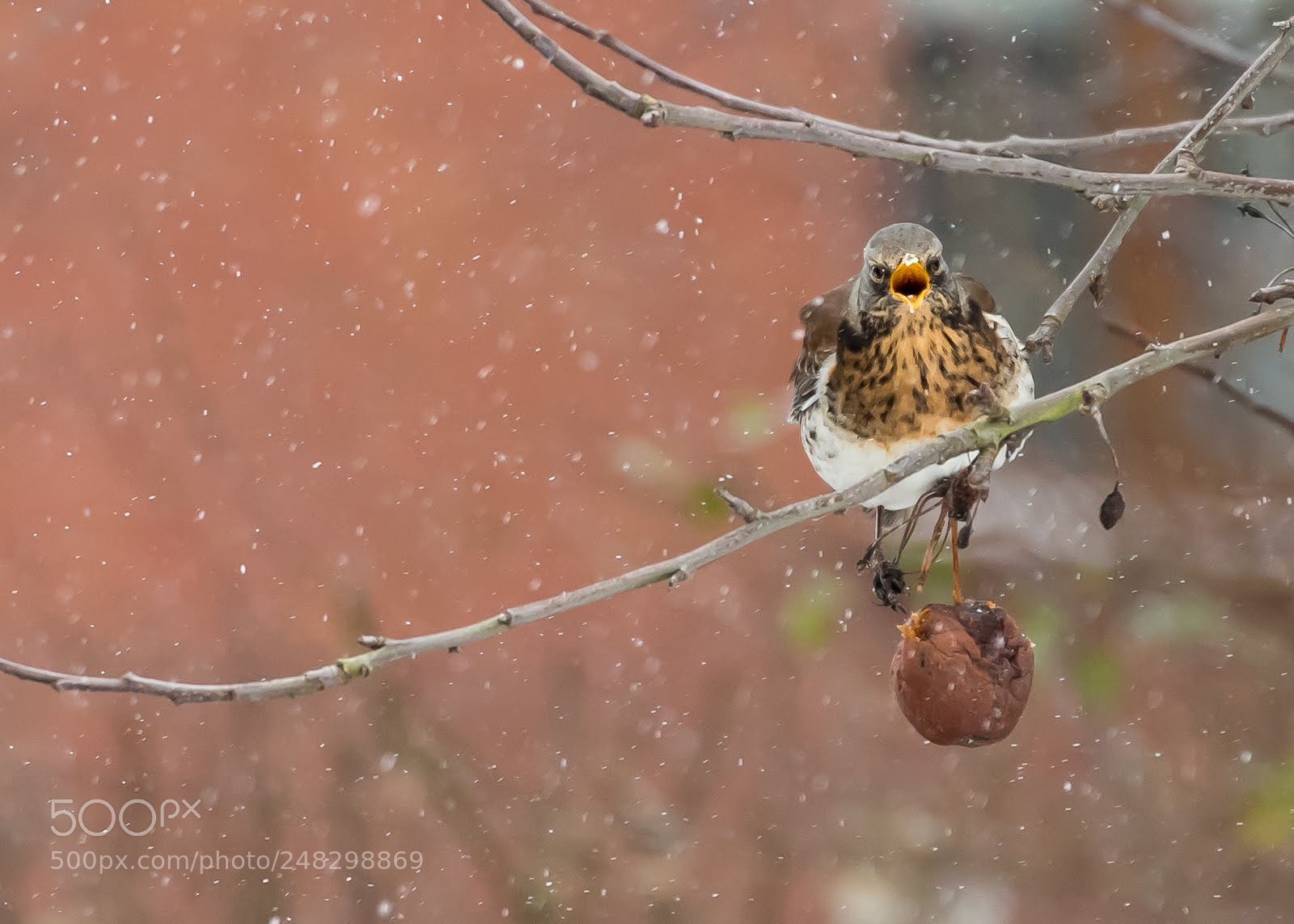 Canon EOS 6D Mark II sample photo. Fieldfare photography