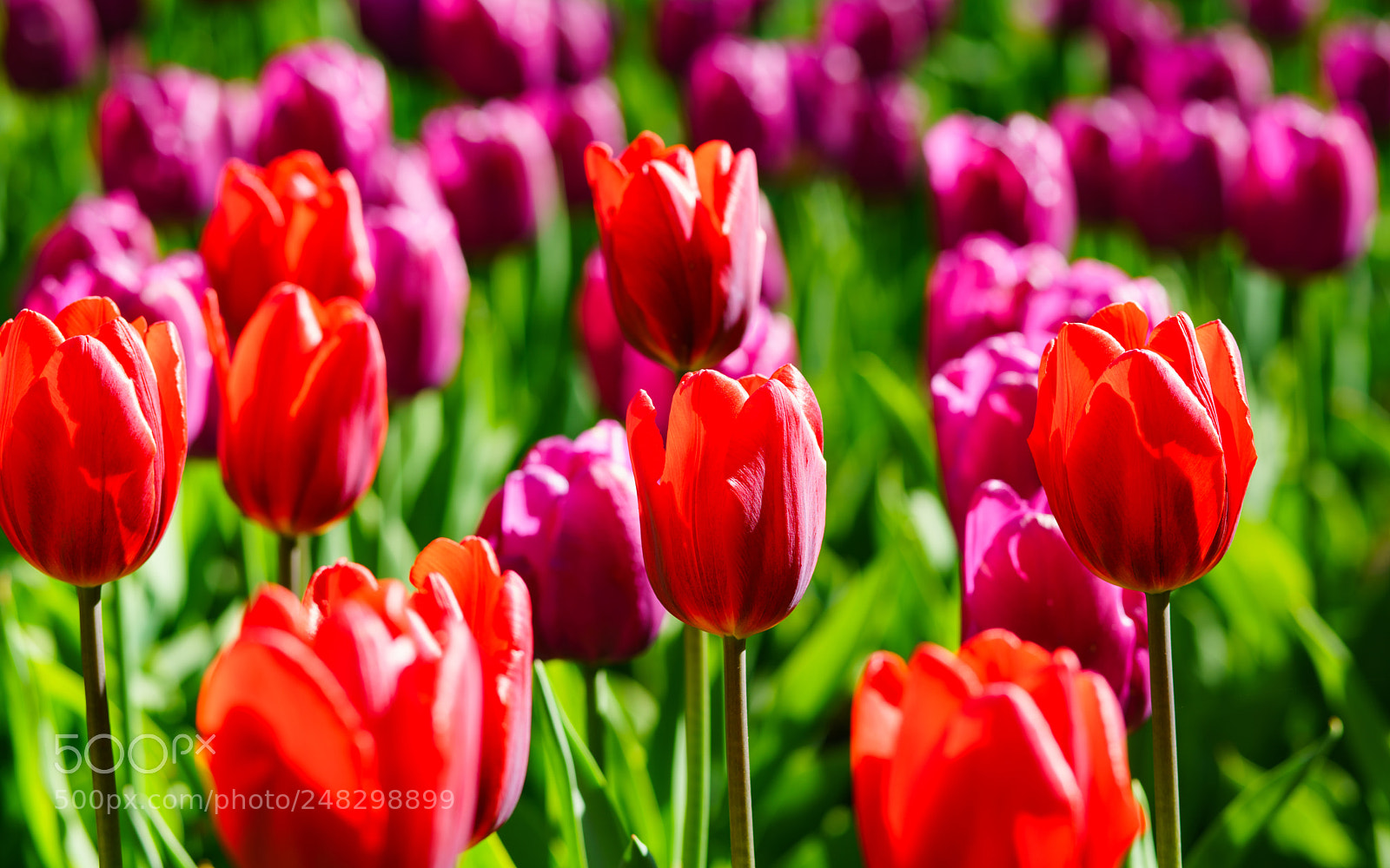 Sony a7R II sample photo. Tulip 20. photography