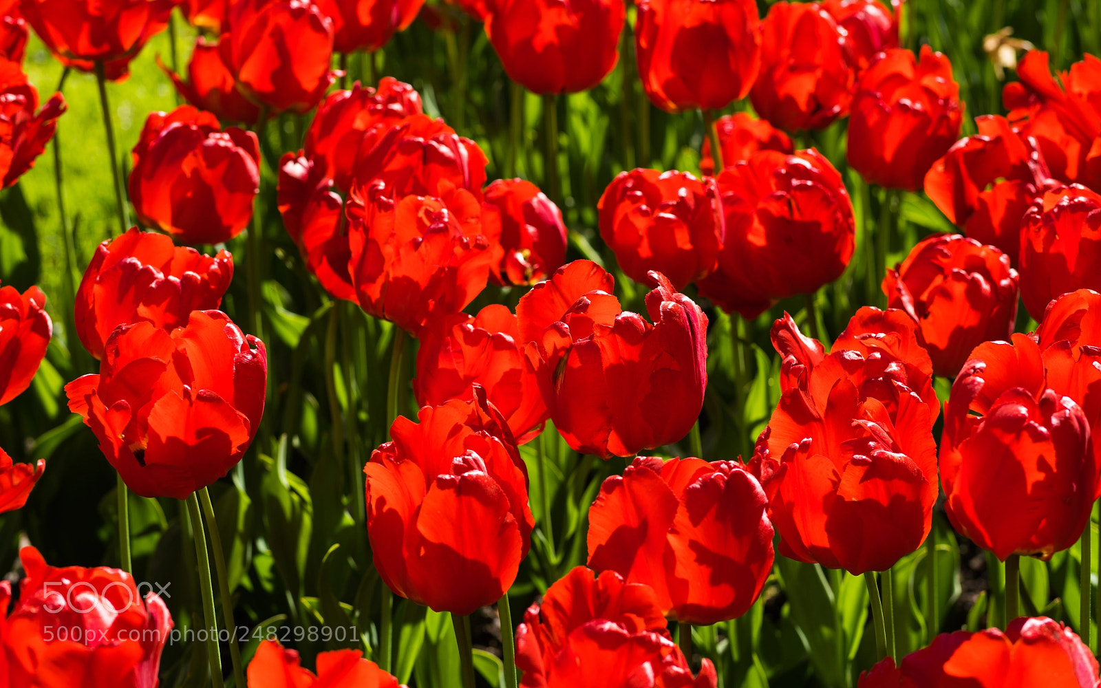 Sony a7R II sample photo. Tulip 21. photography