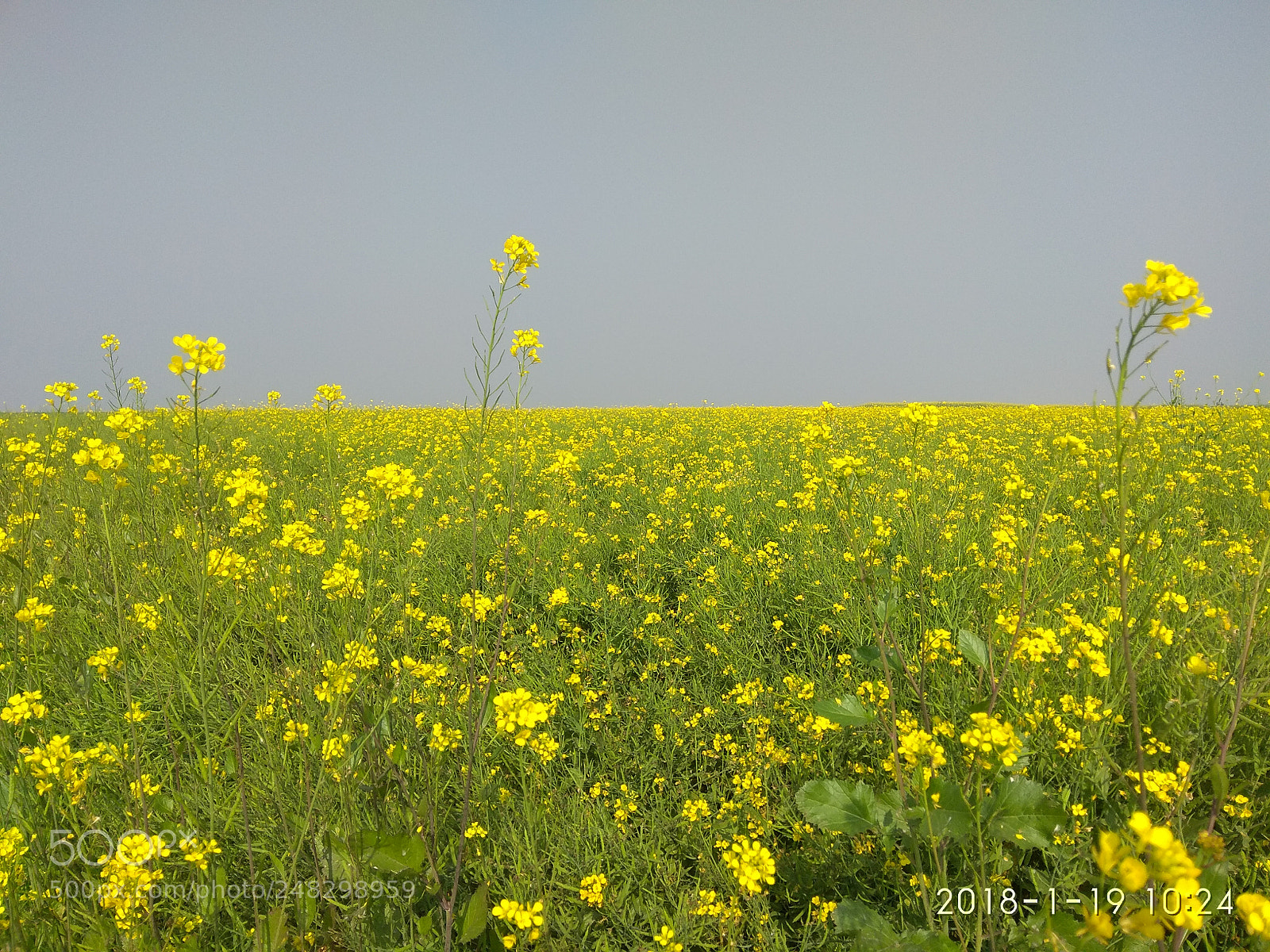 Xiaomi Redmi Note 4 sample photo. Mustard field photography