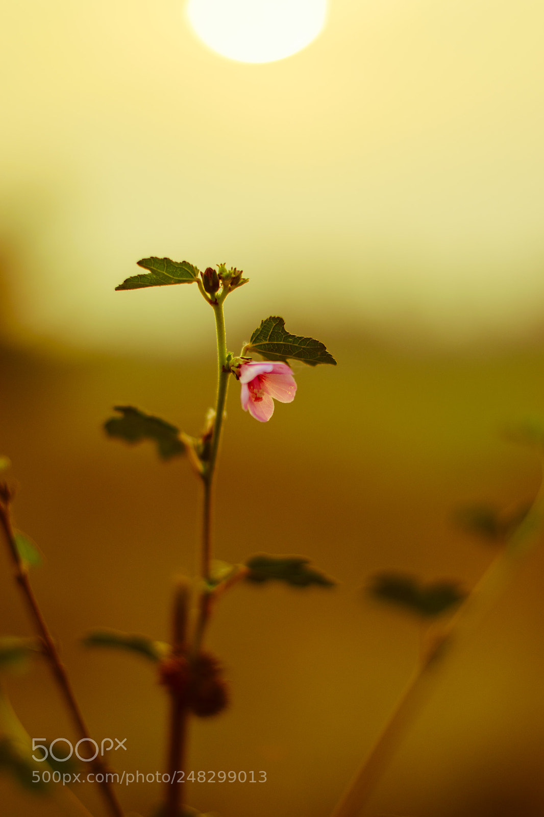 Nikon D5300 sample photo. Flower photography