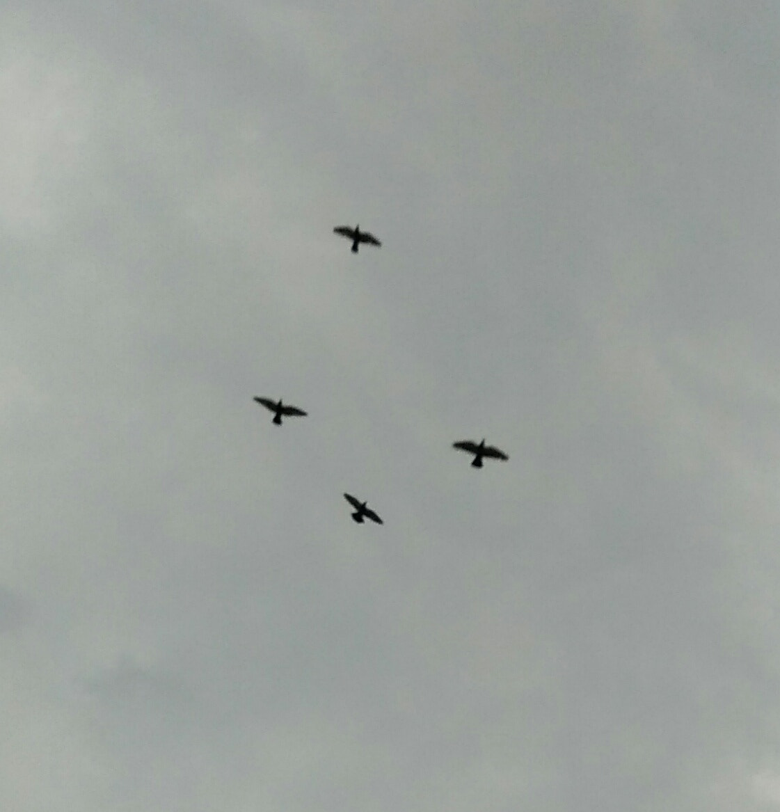 vivo Y55s sample photo. Flight photography