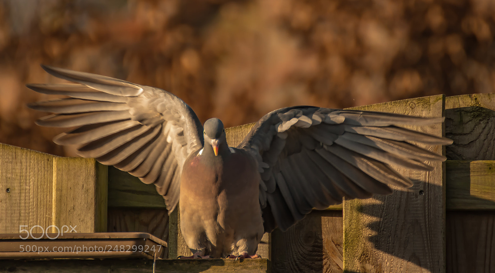 Nikon D500 sample photo. Open wings photography