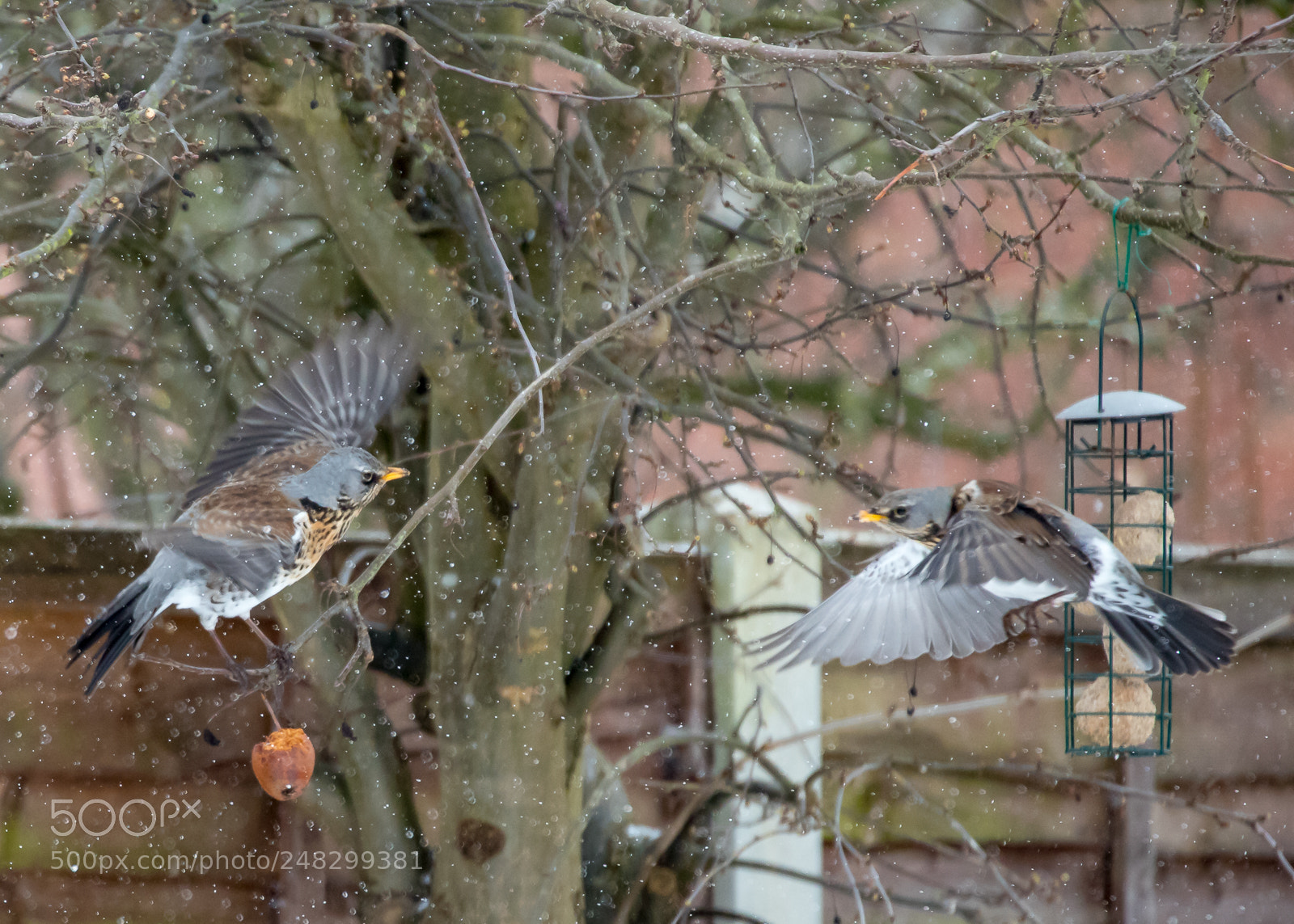 Canon EOS 6D Mark II sample photo. Fighting fieldfare photography