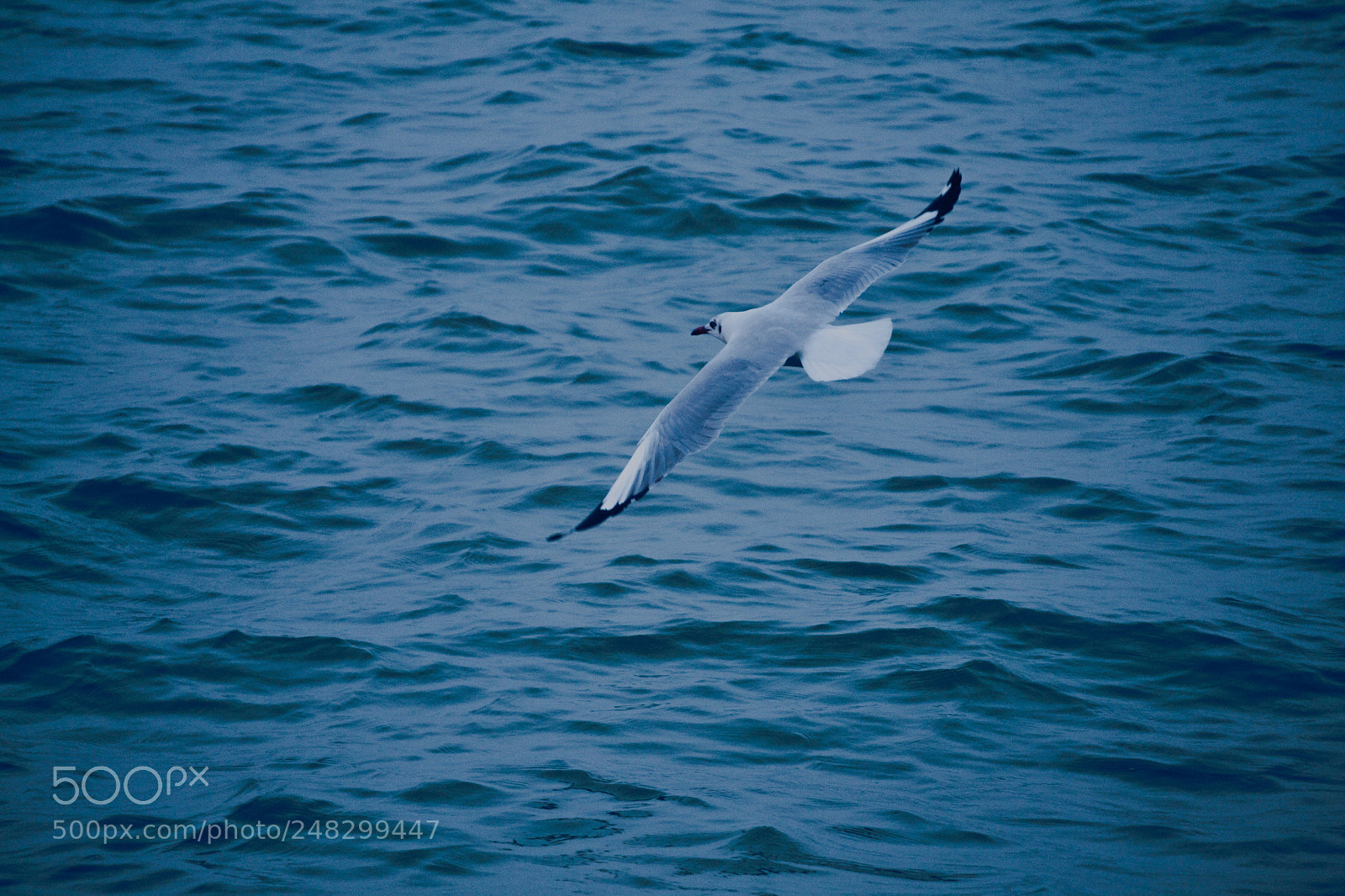 Nikon D3100 sample photo. Flying see gull photography