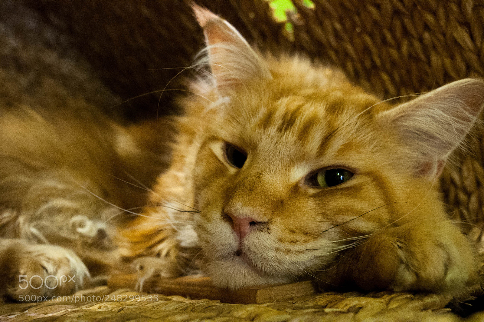 Nikon D5000 sample photo. Little lion photography