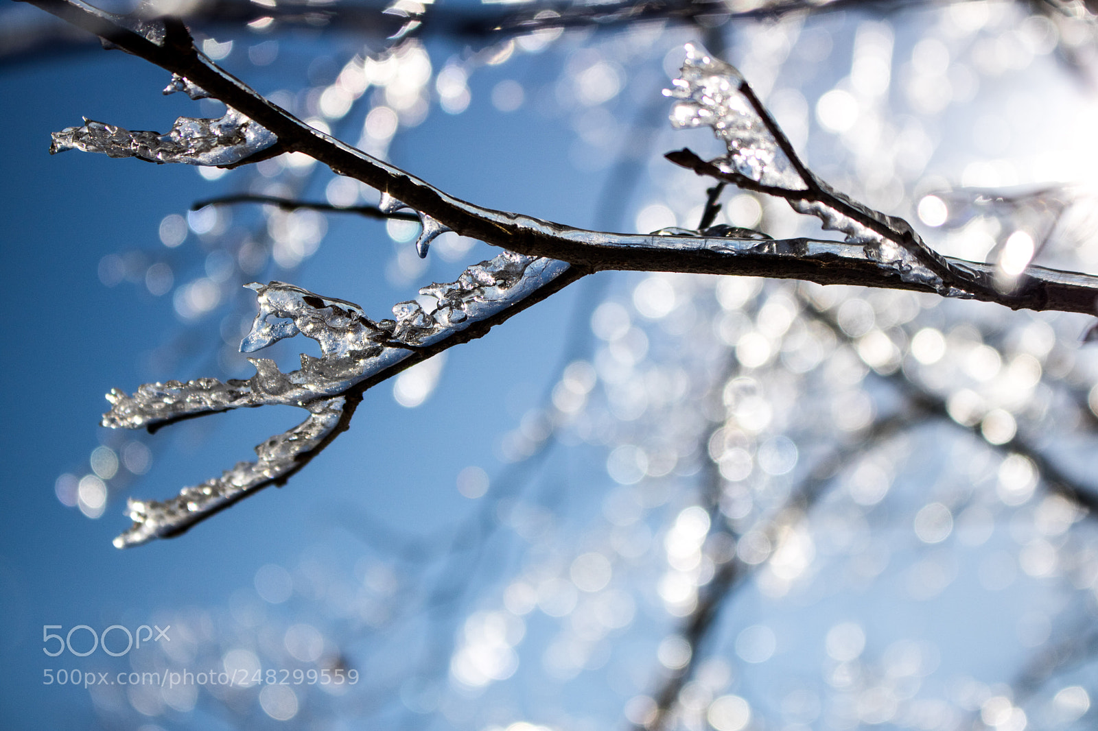 Canon EOS 750D (EOS Rebel T6i / EOS Kiss X8i) sample photo. La branche d'hiver photography
