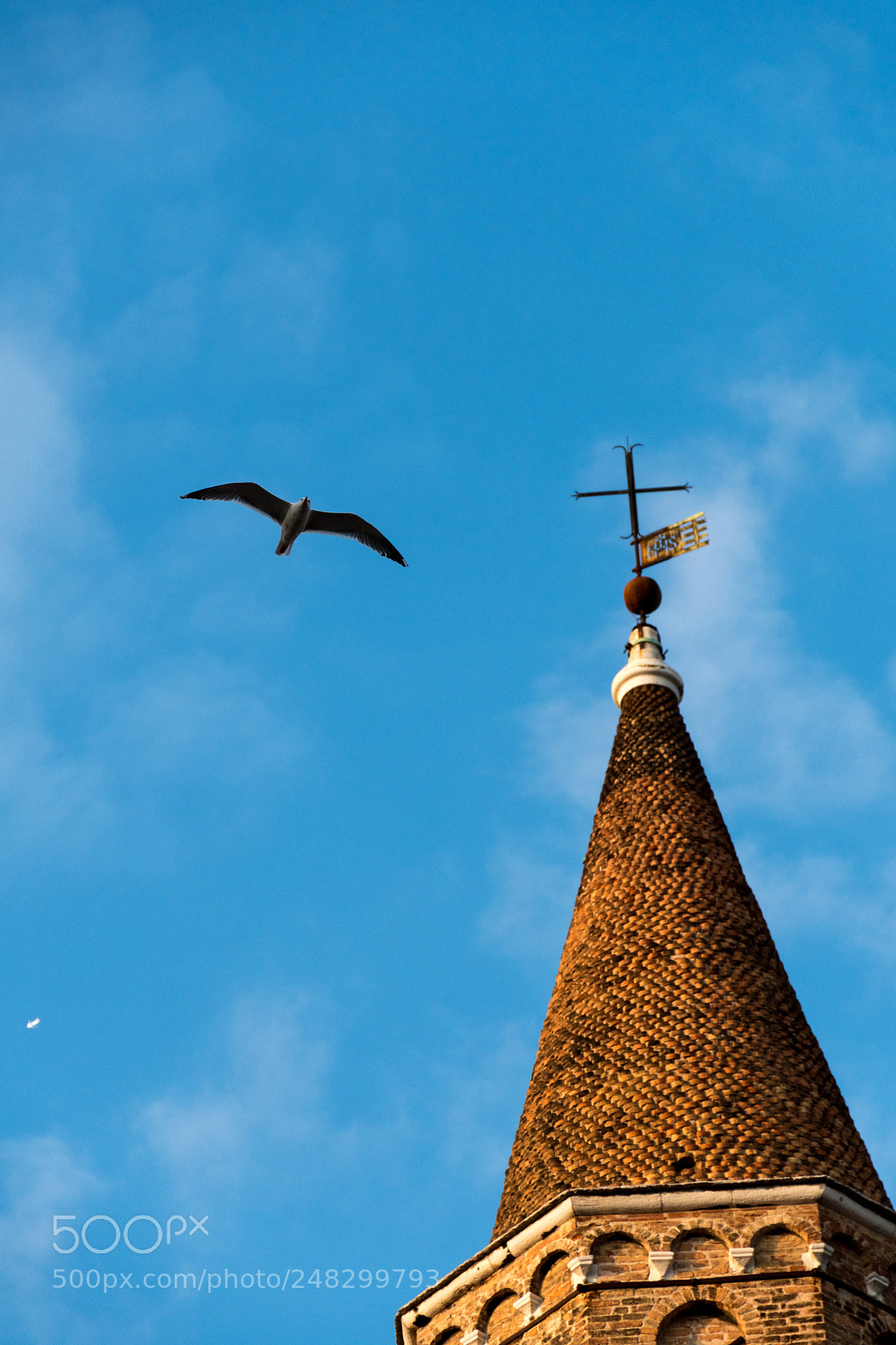 Nikon D7500 sample photo. Spread your wings photography