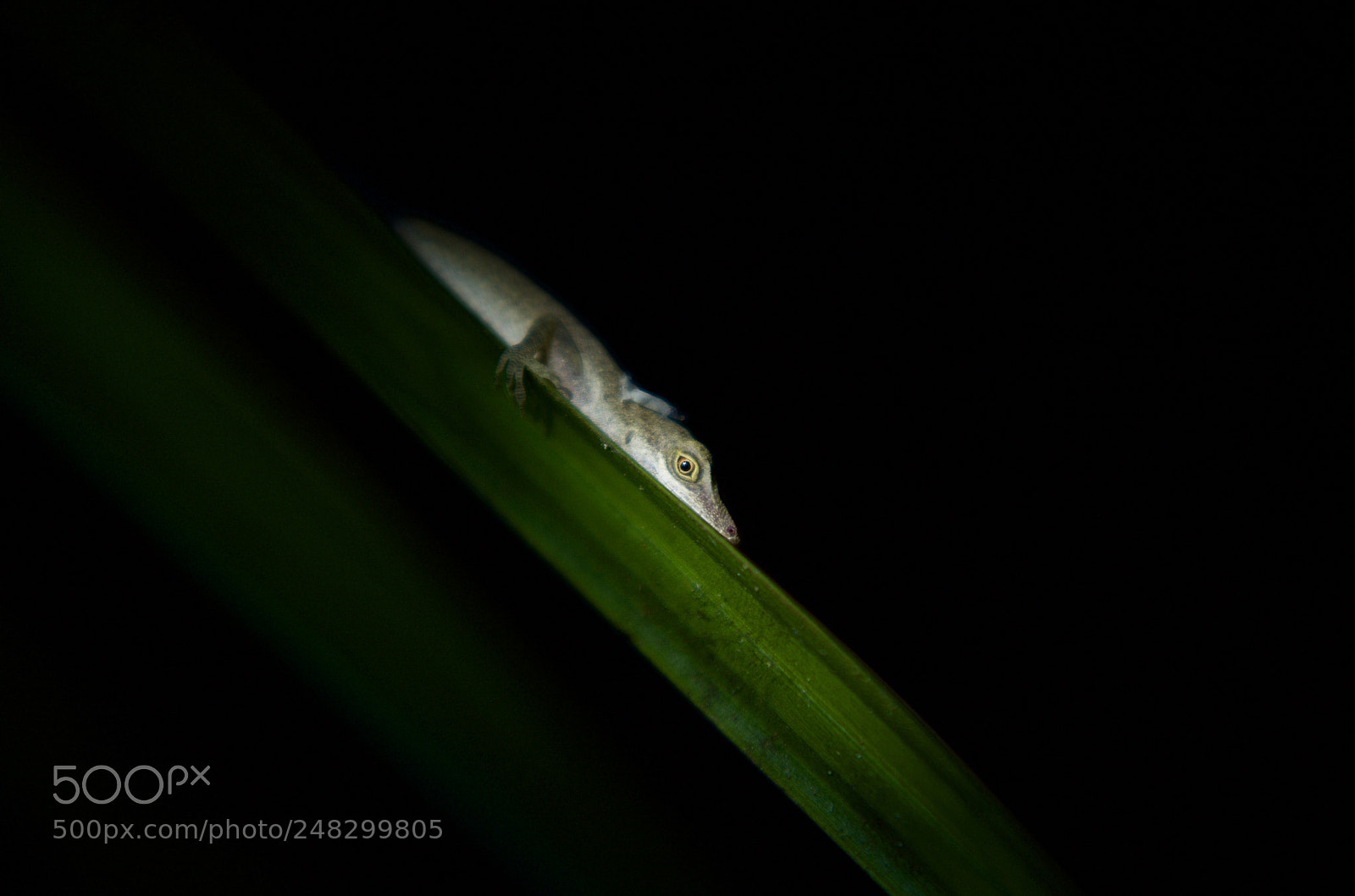 Pentax K-50 sample photo. Lizard photography