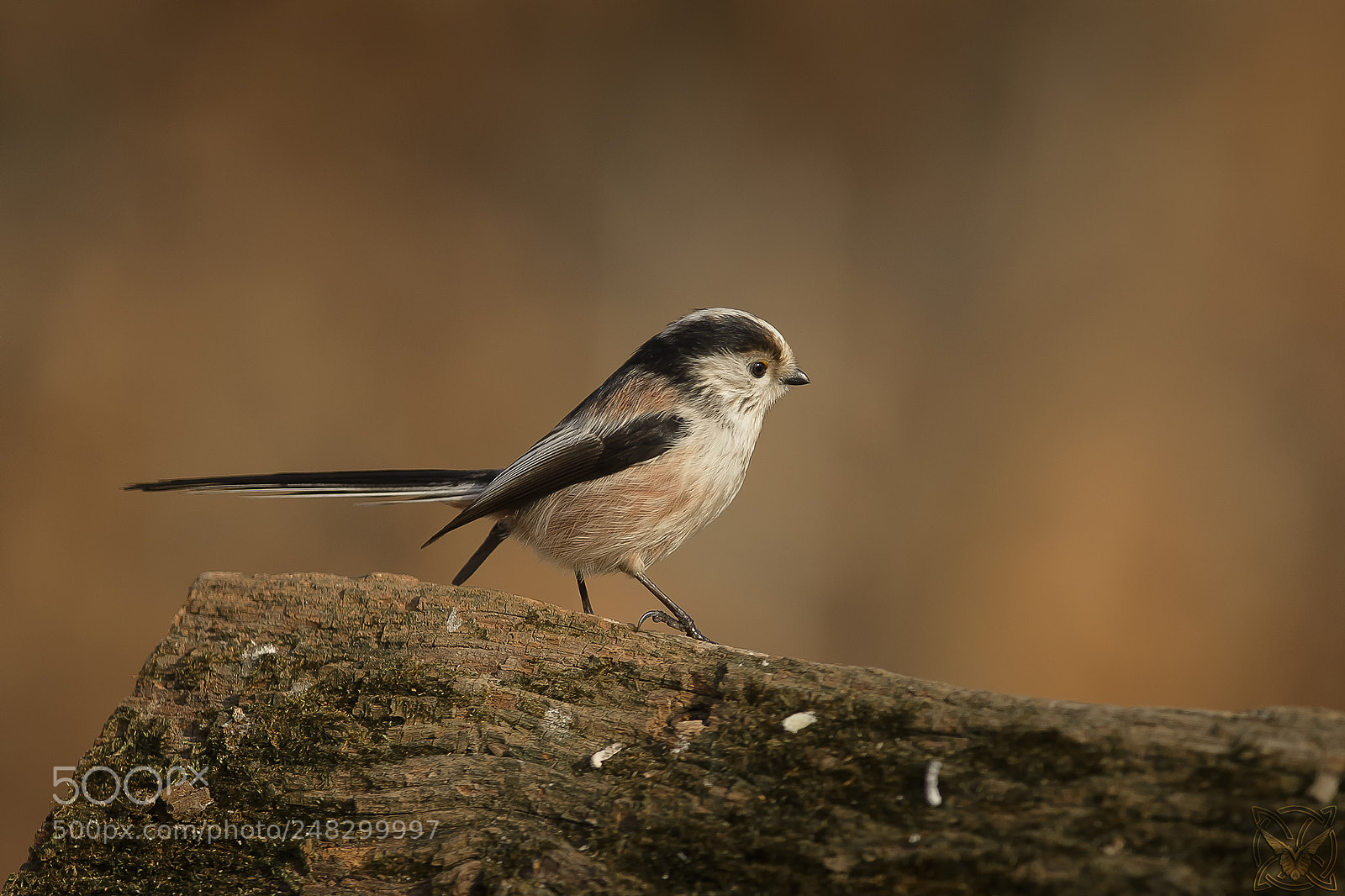 Nikon D4S sample photo. Aegithalos caudatus, codib gnolo photography
