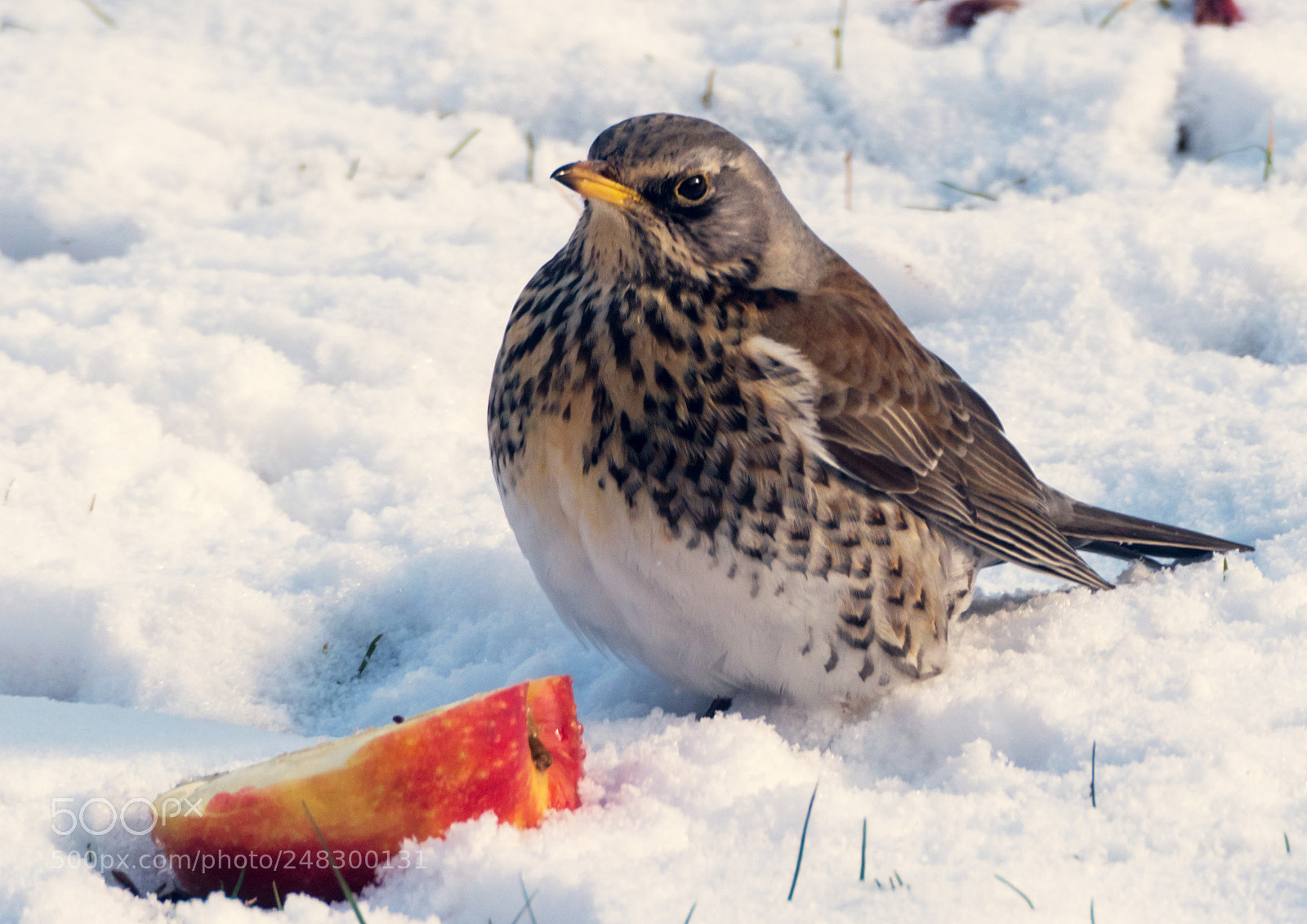 Olympus OM-D E-M1 Mark II sample photo. Fieldfare photography