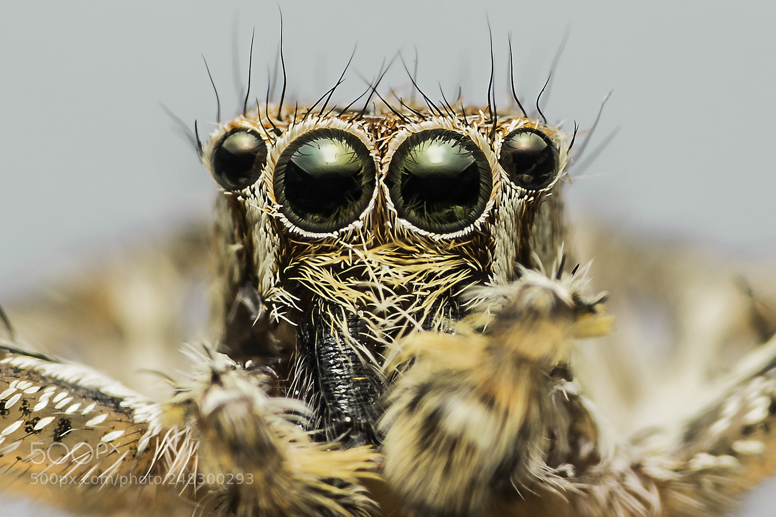 Sony a7R II sample photo. Eyes of jumping spider photography