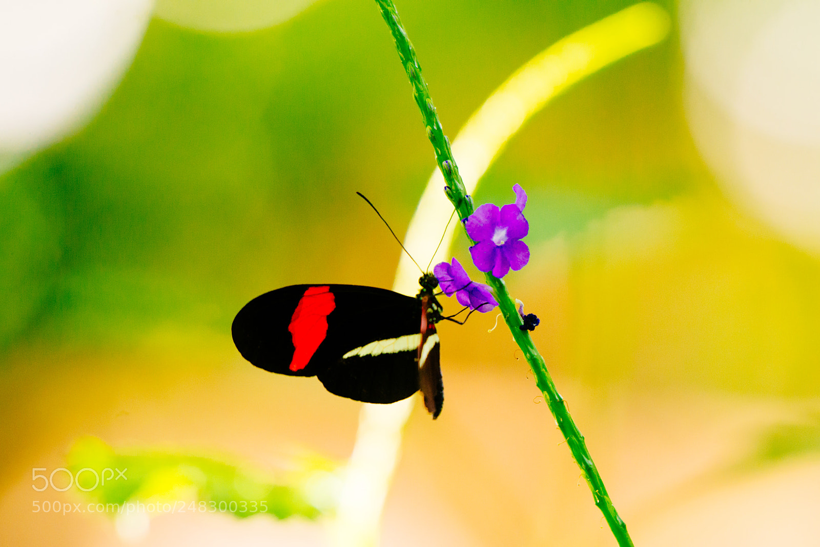 Nikon D600 sample photo. Butterflies photography