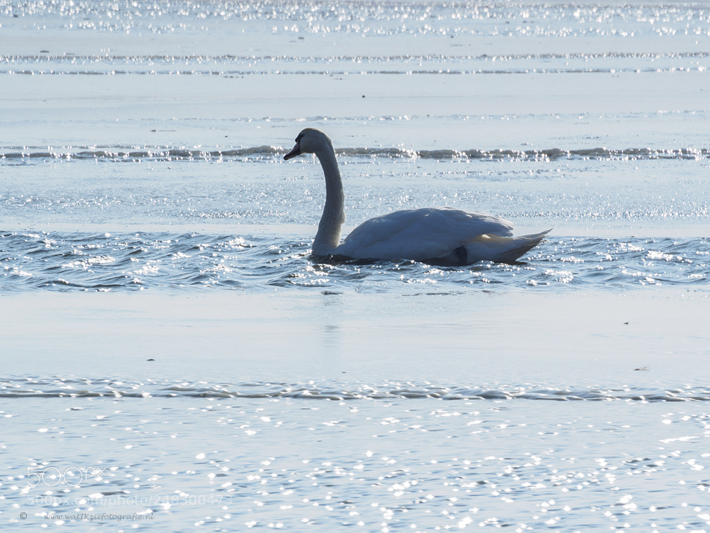 Olympus OM-D E-M5 II sample photo. In silver water, lauwersmeer photography