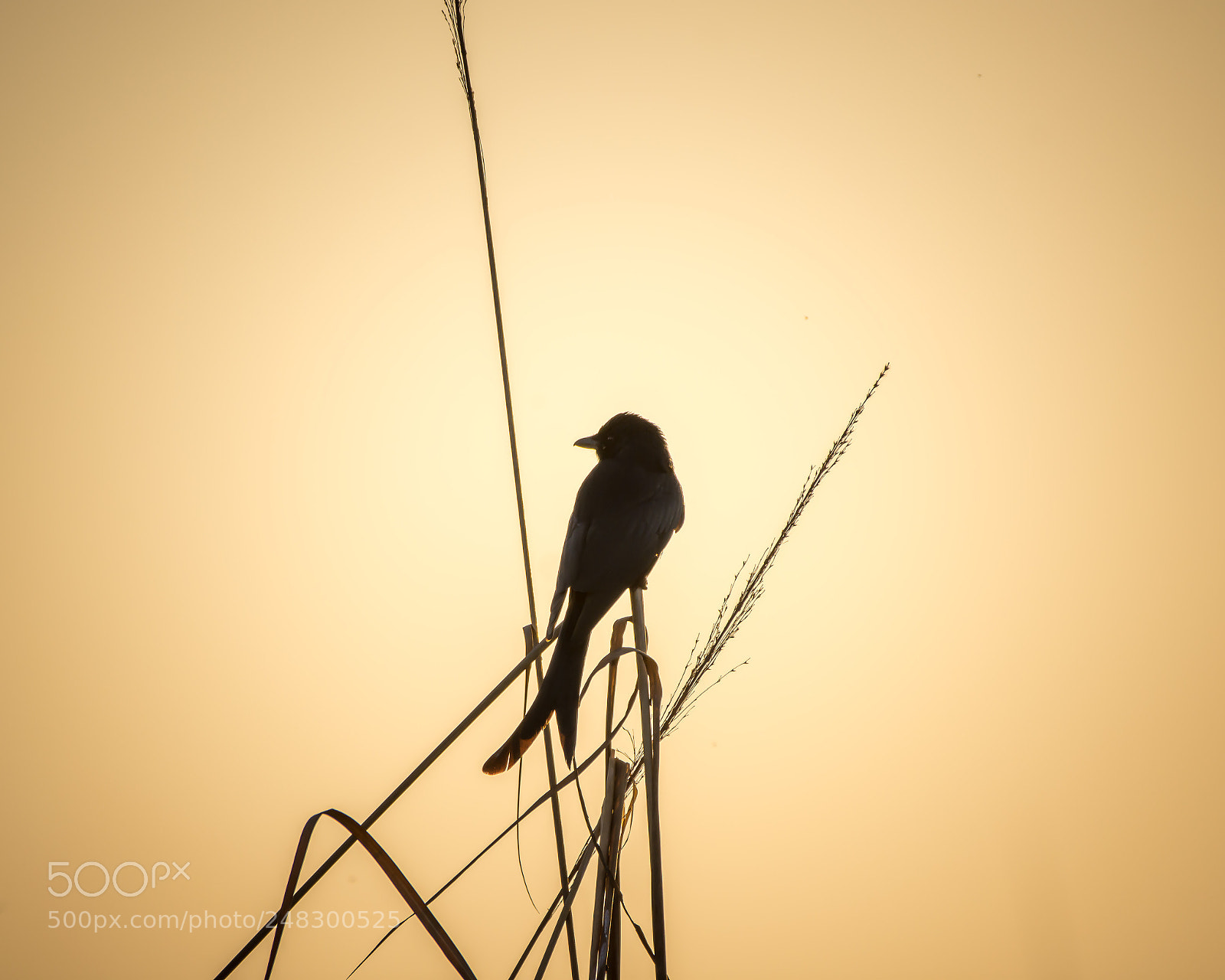 Nikon D7200 sample photo. Evening photography