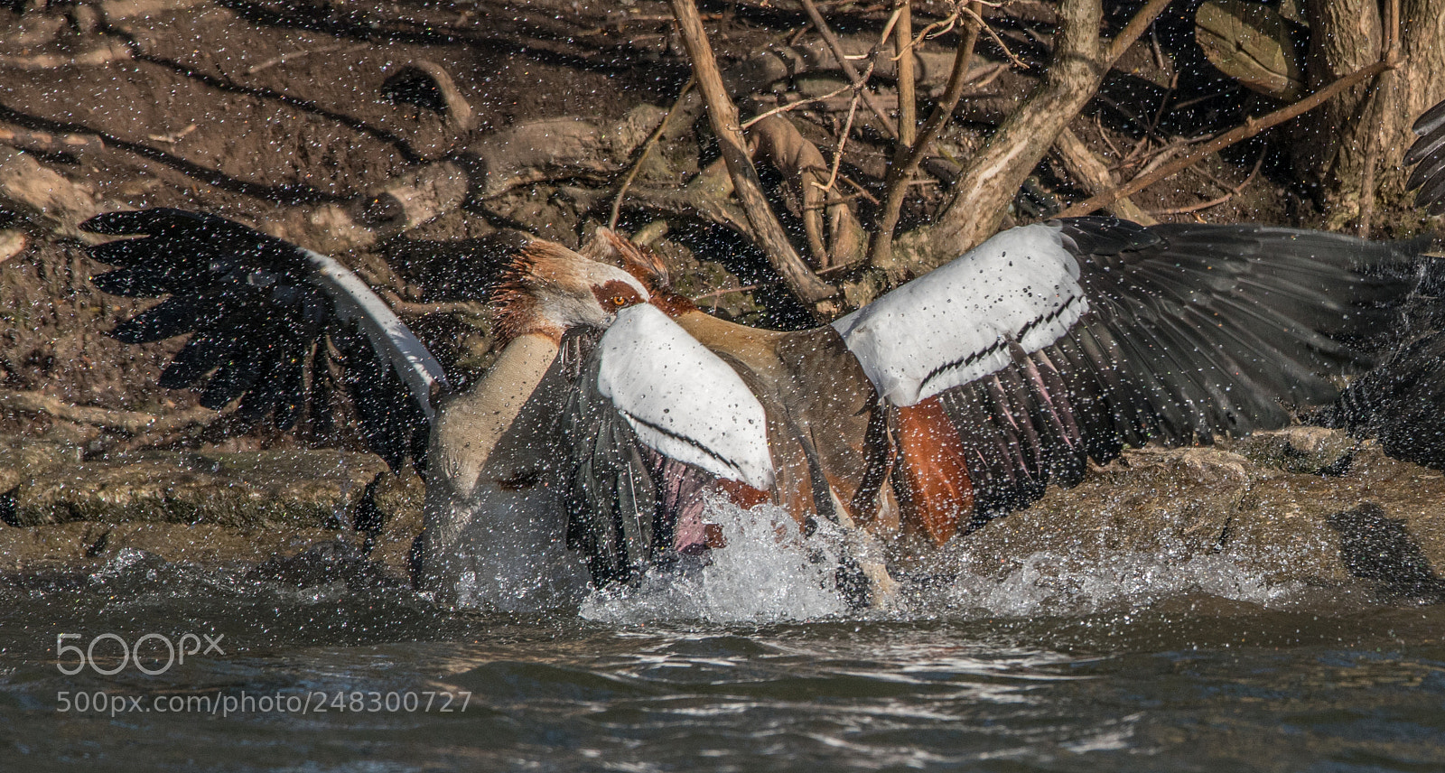 Sony a7R II sample photo. Fighting egyptian goose photography