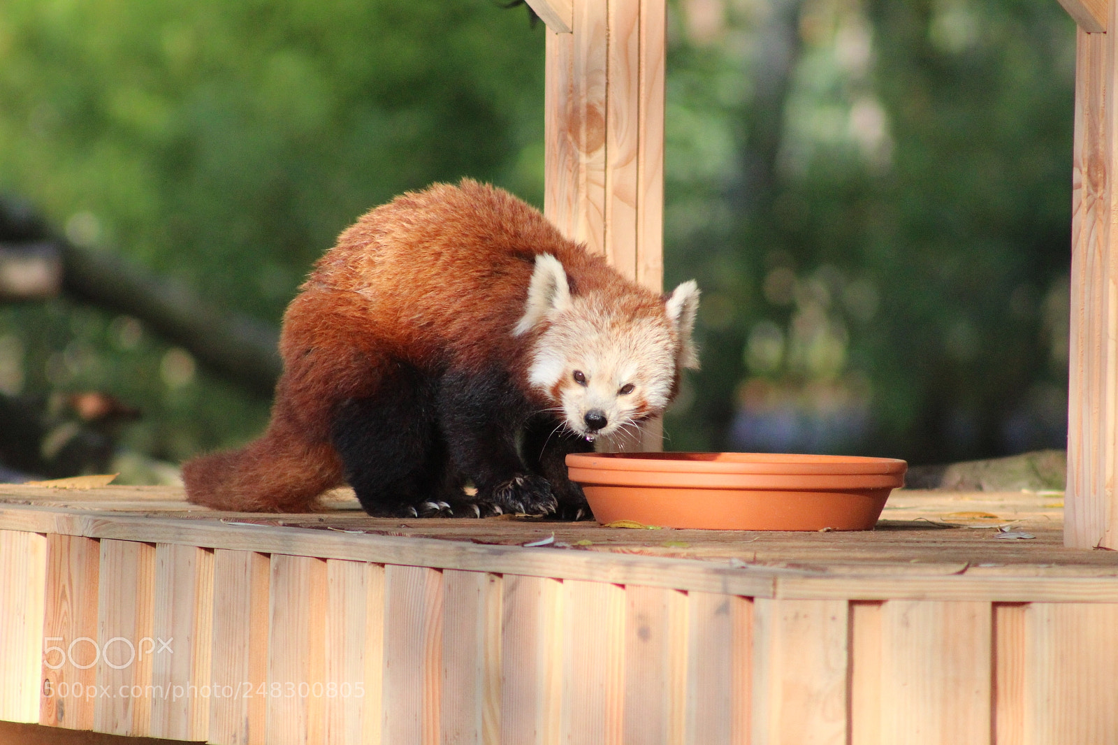 Canon EF 75-300mm f/4-5.6 sample photo. Panda roux photography