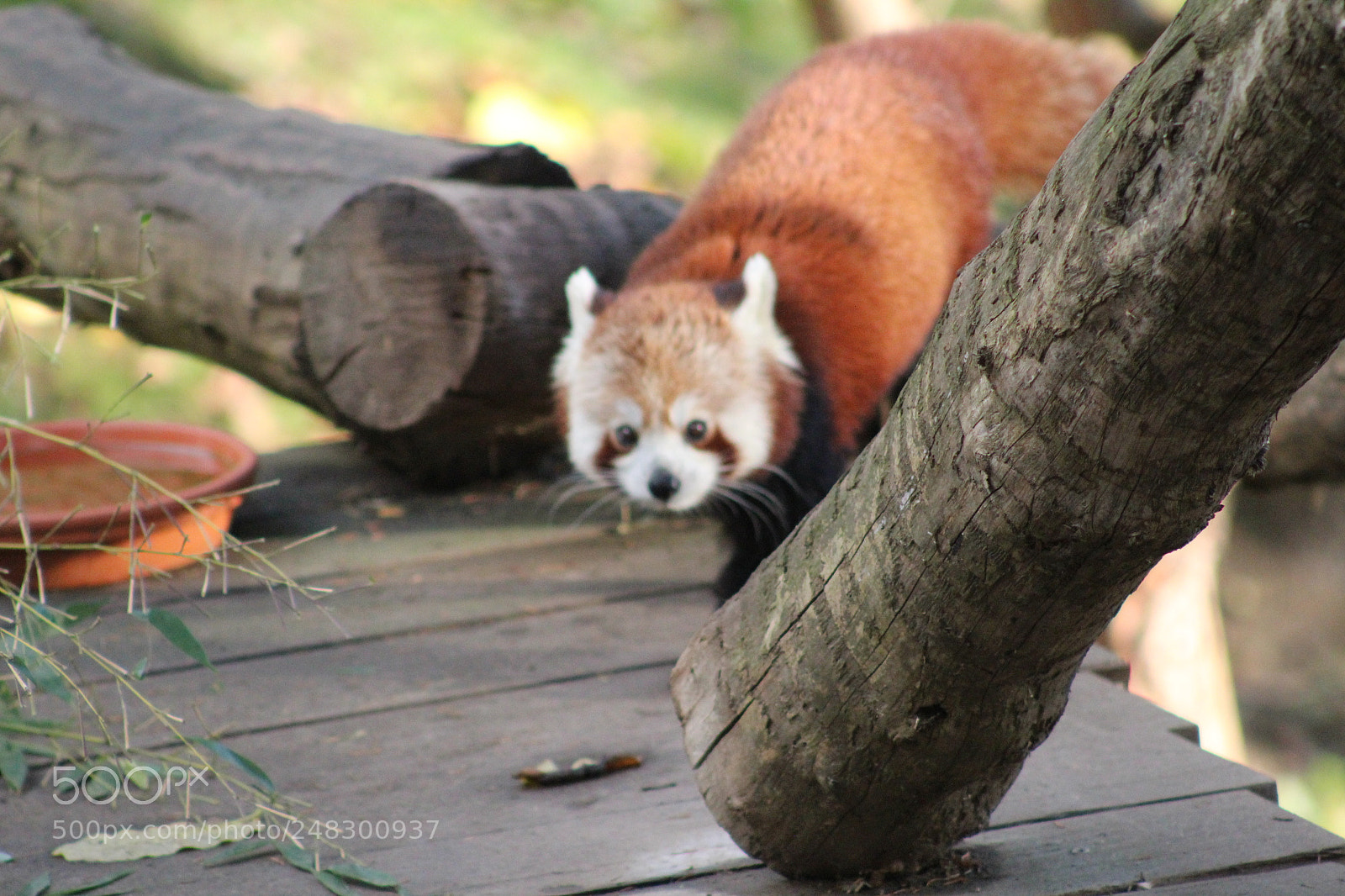 Canon EF 75-300mm f/4-5.6 sample photo. Red panda photography