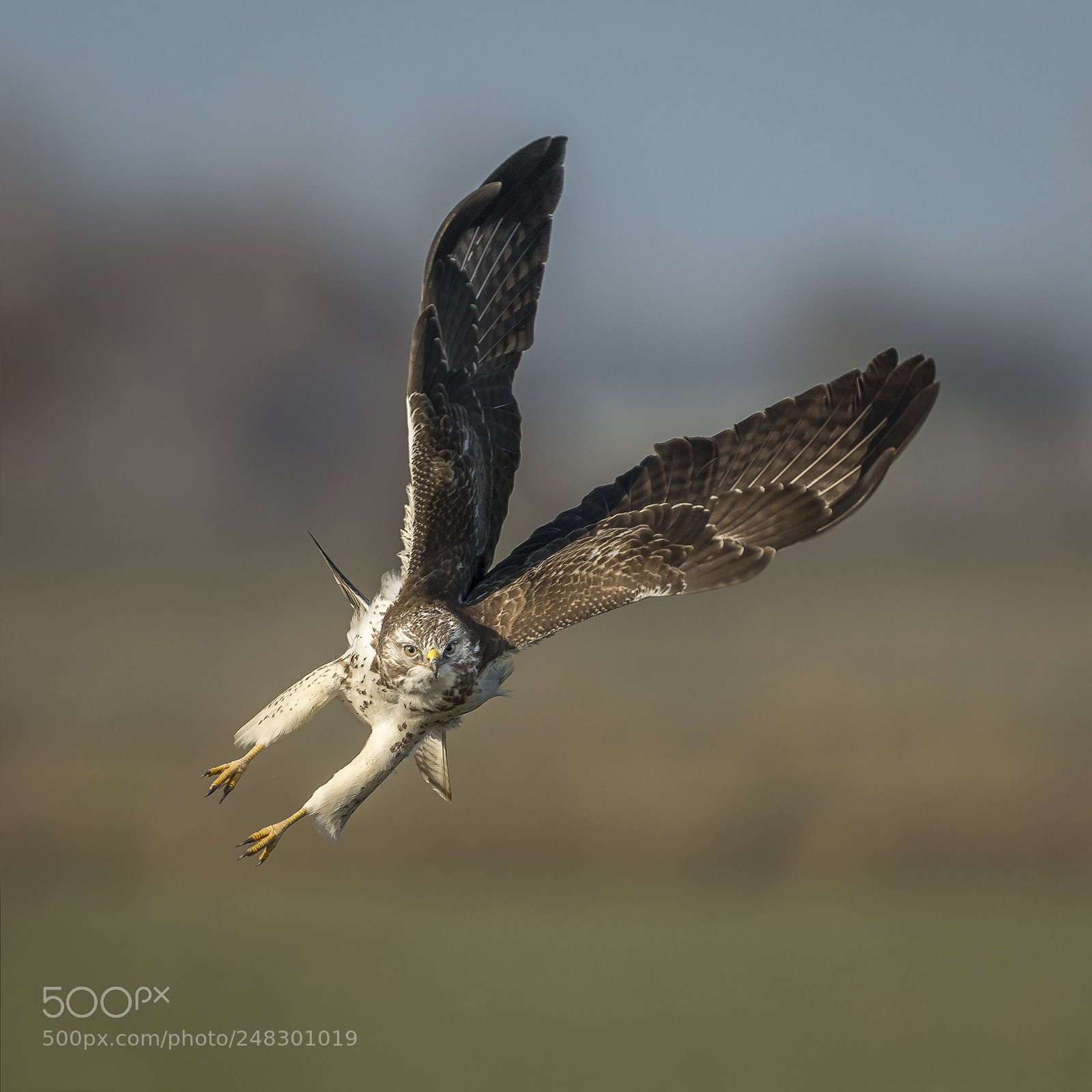 Nikon D500 sample photo. Buzzard in flight photography