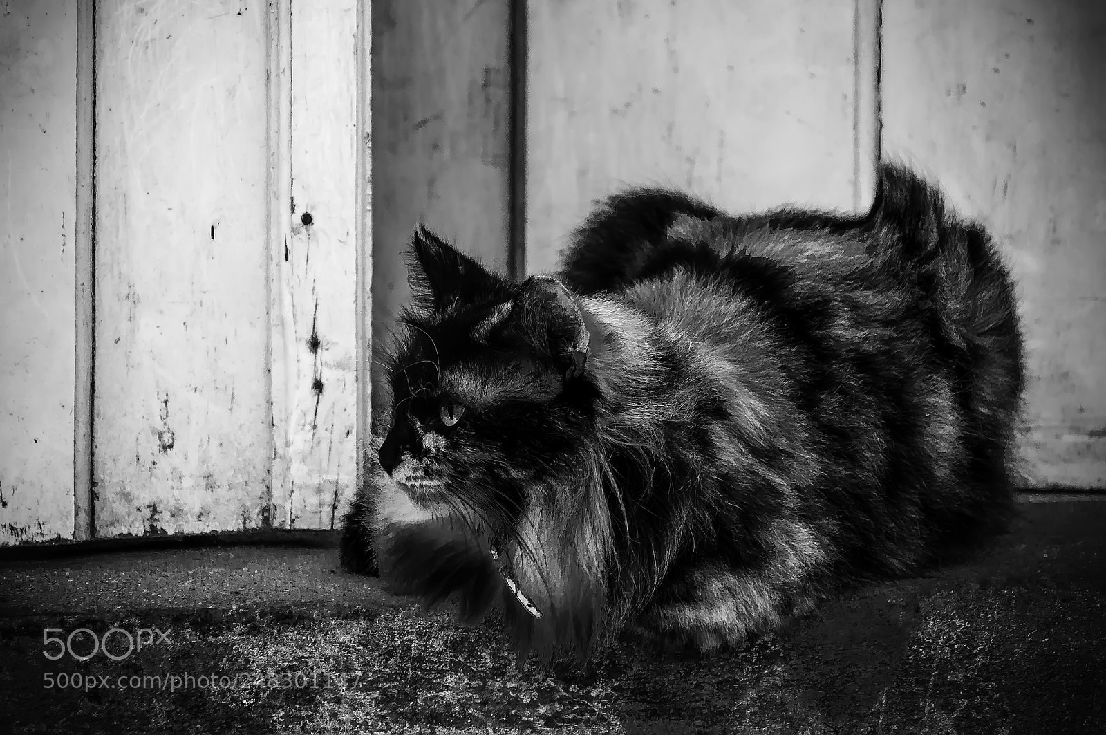 Nikon D90 sample photo. Flashy cat photography