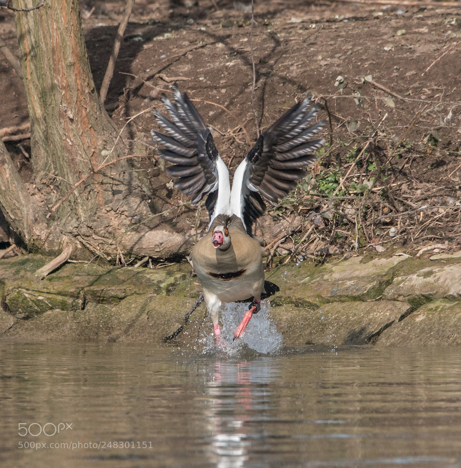 Sony a7R II sample photo. Egyptian goose photography