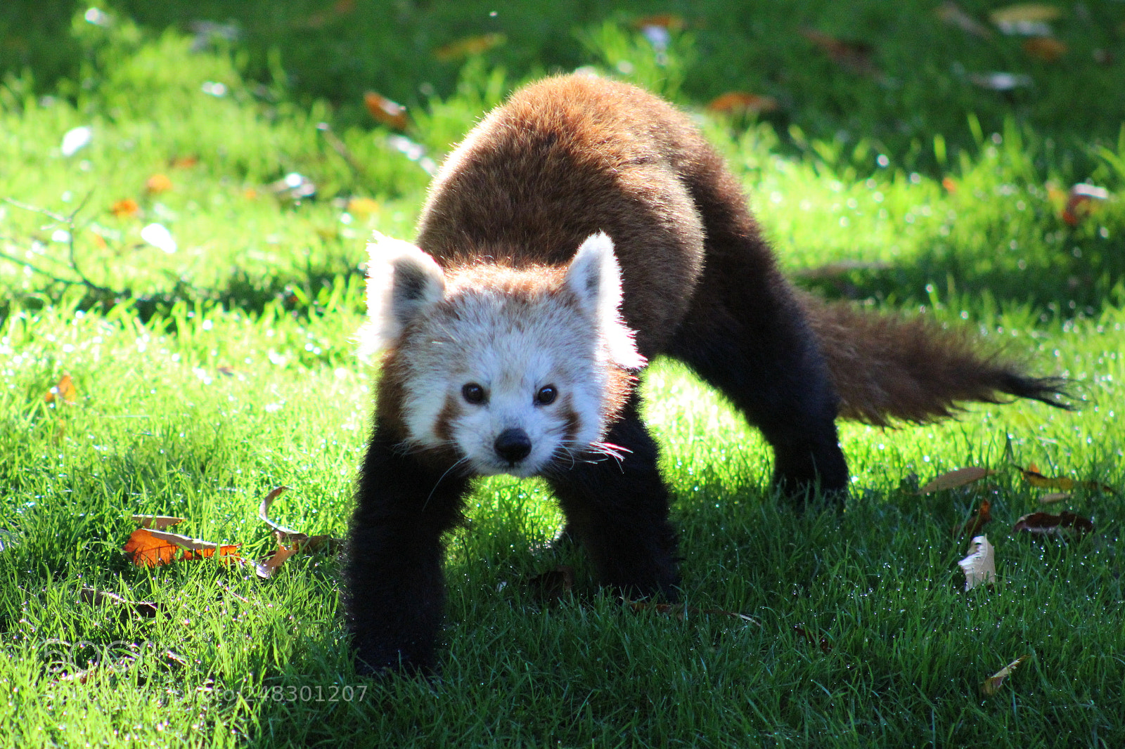 Canon EF 75-300mm f/4-5.6 sample photo. Regarde moi photography