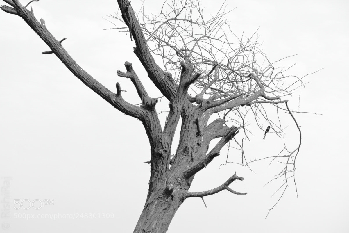 Canon EOS 1200D (EOS Rebel T5 / EOS Kiss X70 / EOS Hi) sample photo. Life on lifeless photography