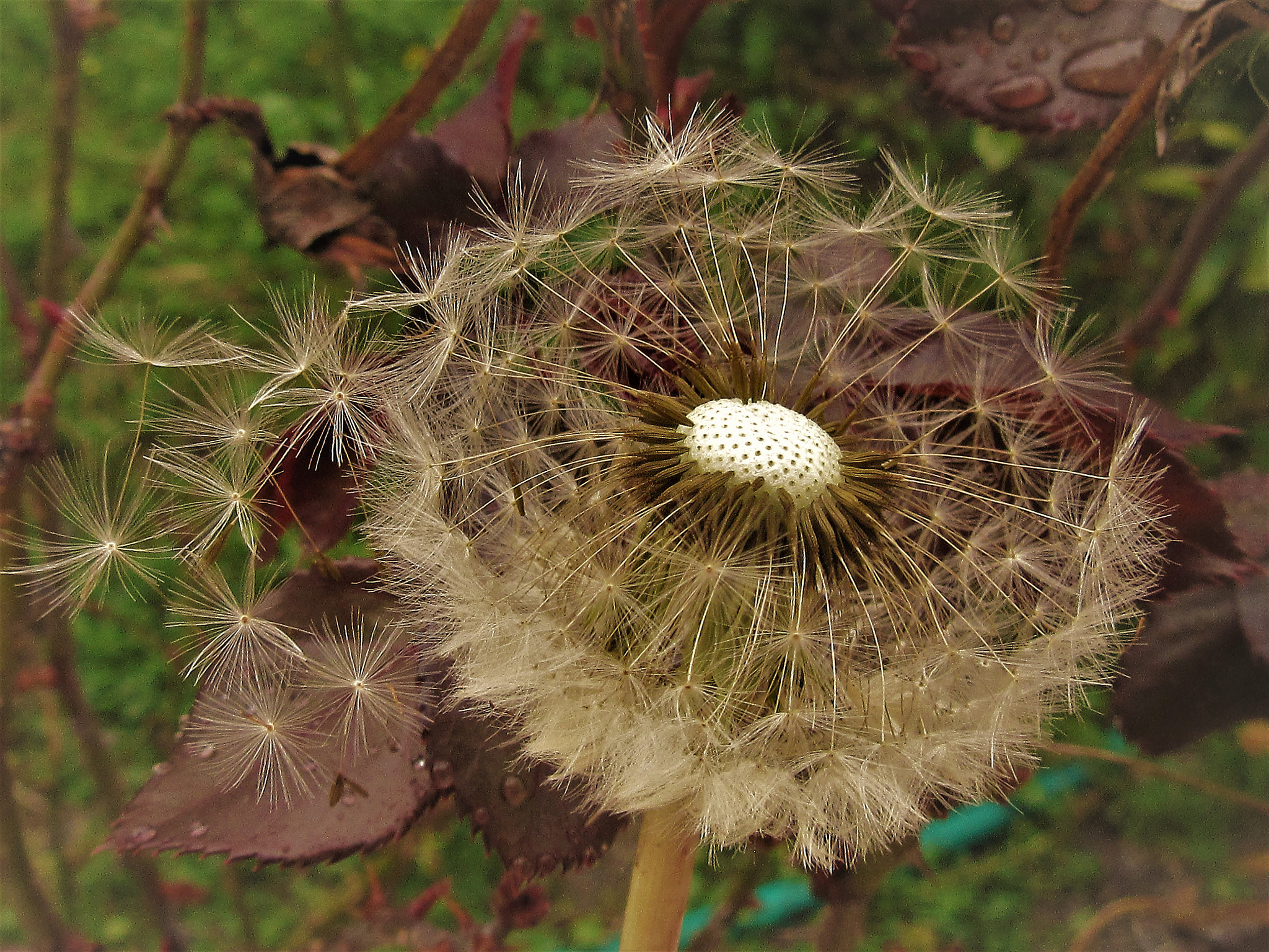 Canon PowerShot SX600 HS sample photo. Dandelion photography