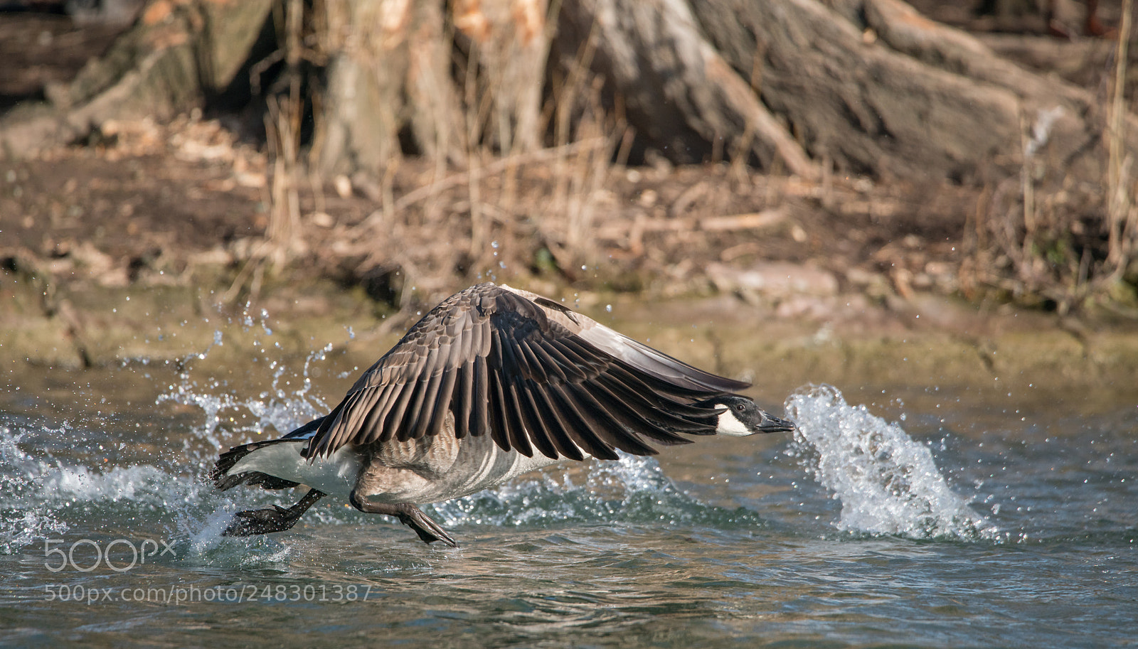 Sony a7R II sample photo. Walking on water photography