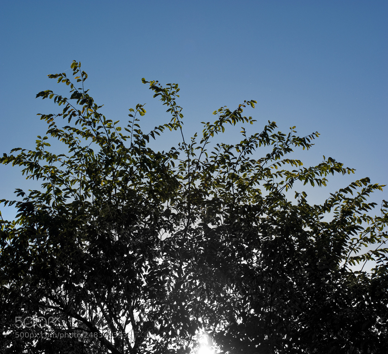 Sony Alpha DSLR-A350 sample photo. Tree line photography
