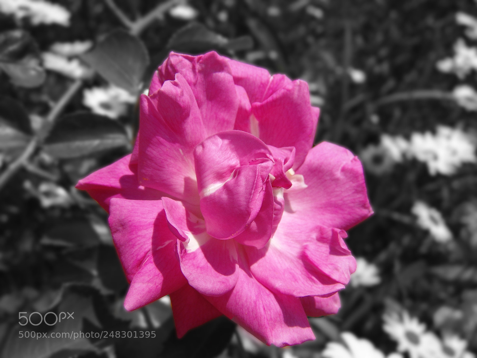Sony DSC-F828 sample photo. Another flower photography