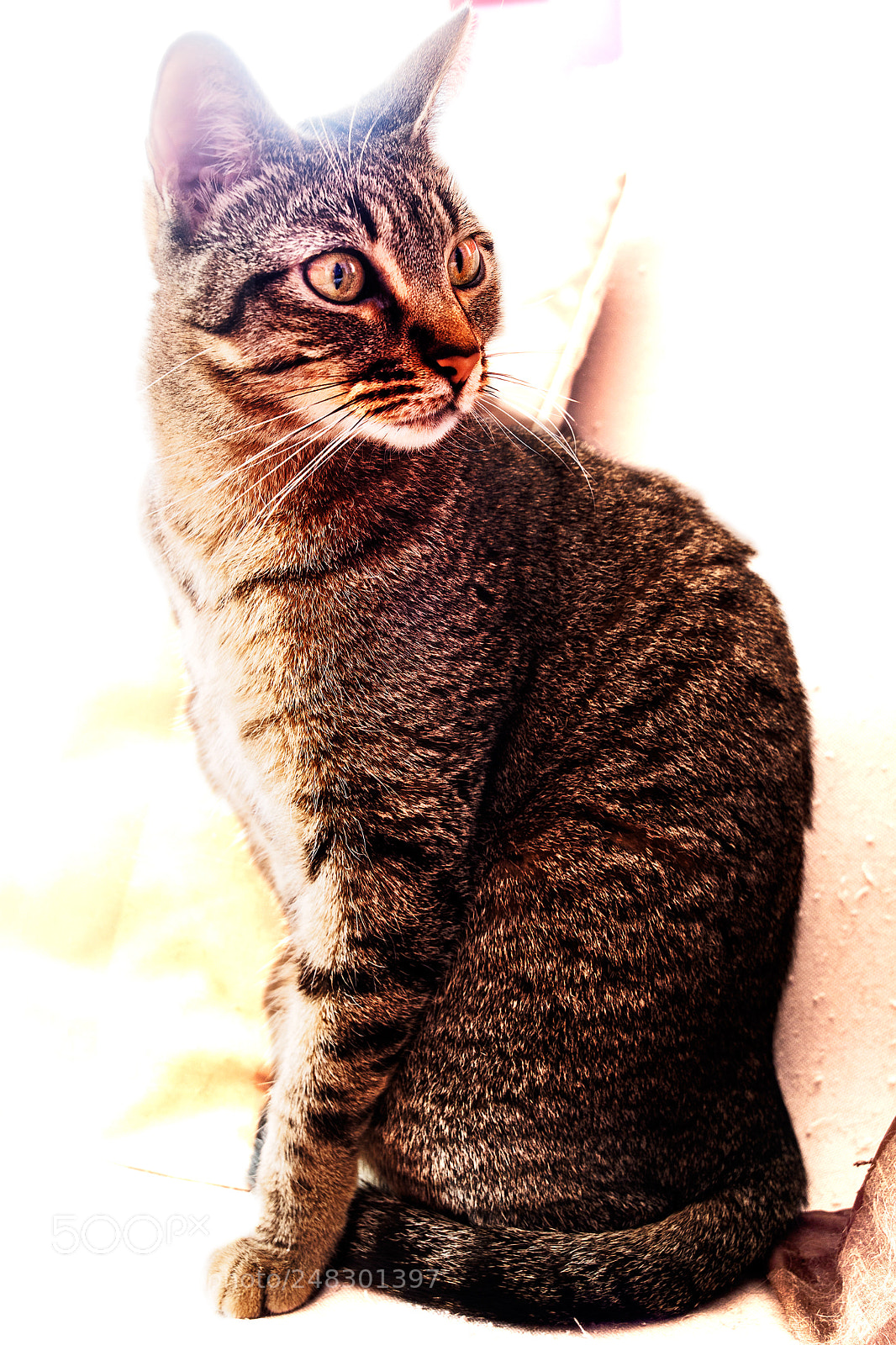 Olympus OM-D E-M5 sample photo. Back light photography