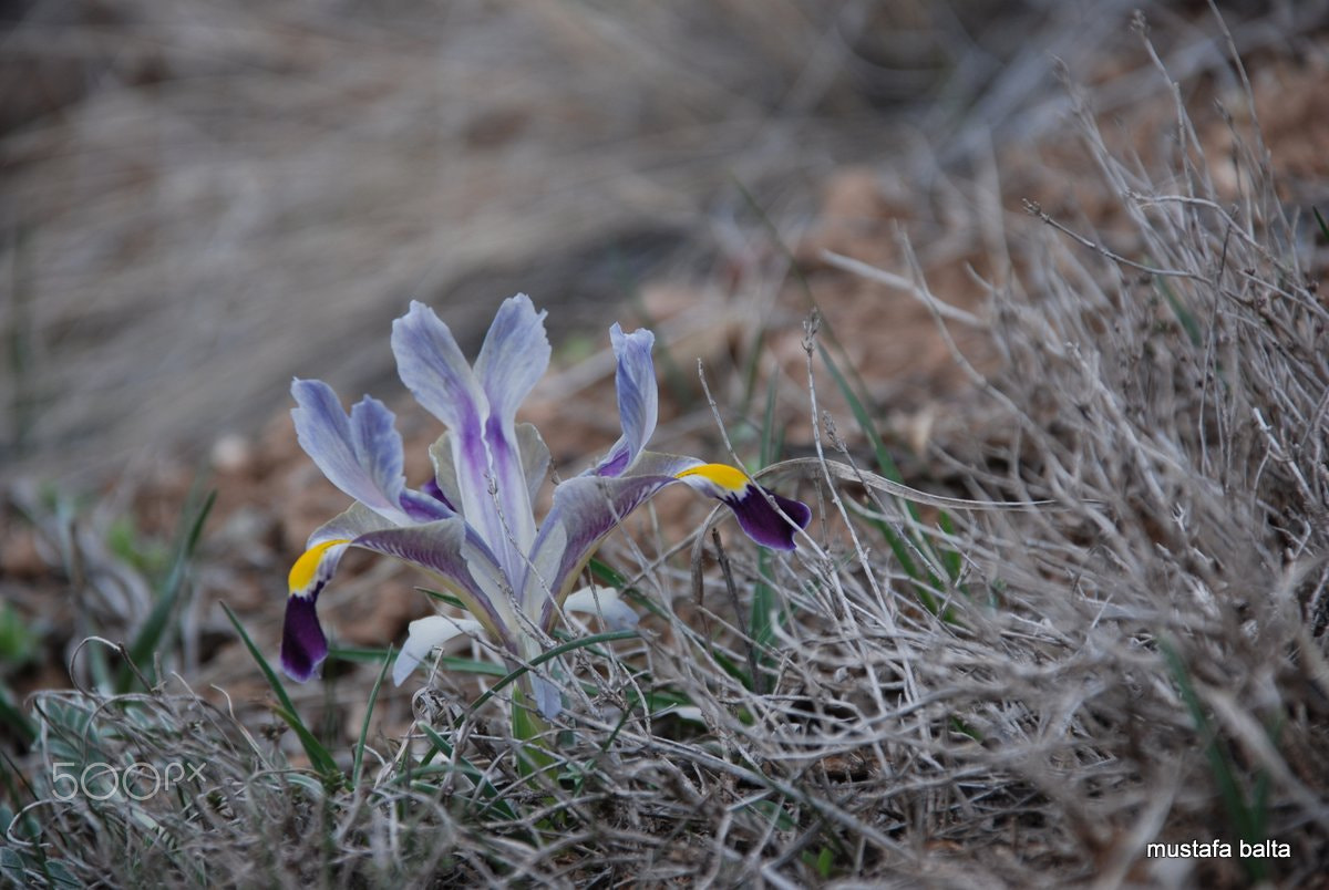 Nikon D80 sample photo. Minicix life " Çİgdem " photography