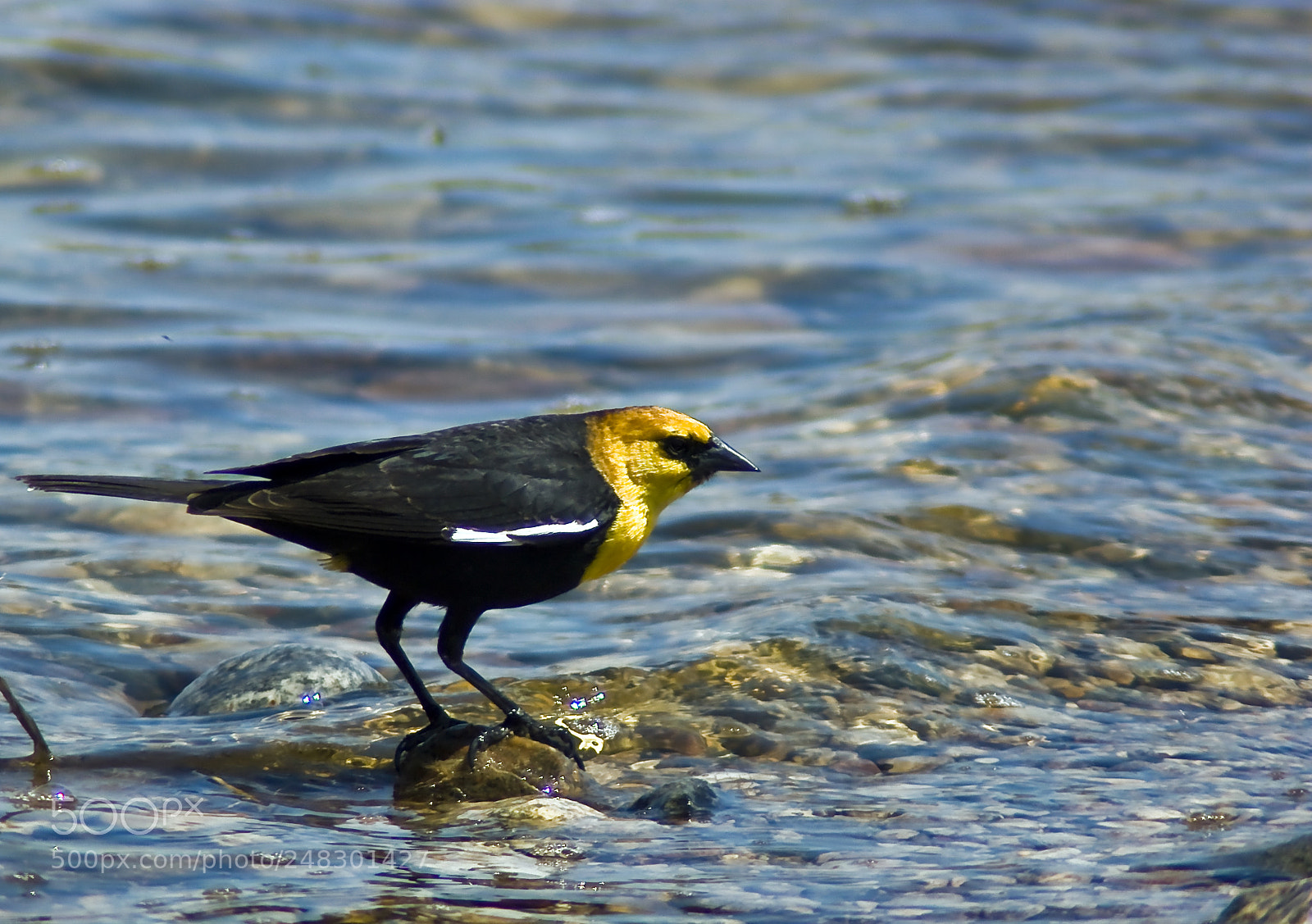 Sony Alpha DSLR-A350 sample photo. Bird on lake photography