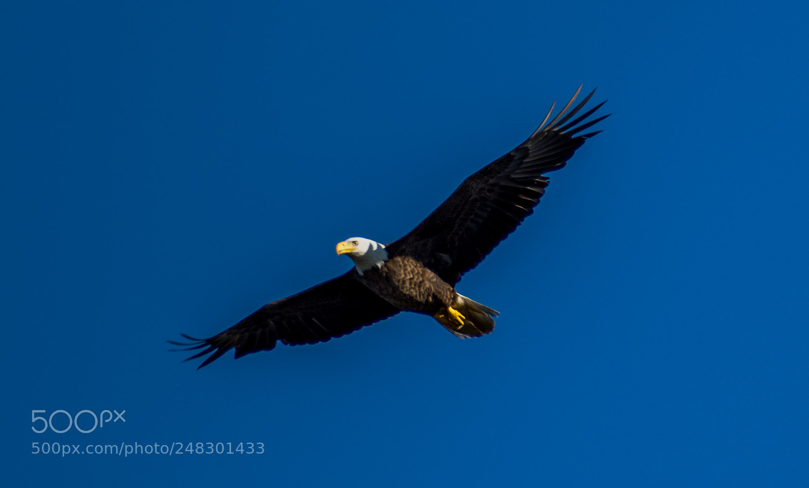 Nikon D7200 sample photo. Bald eagle photography