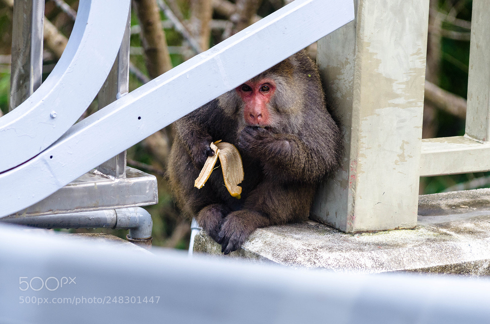 Nikon D7000 sample photo. Formosan macaque photography