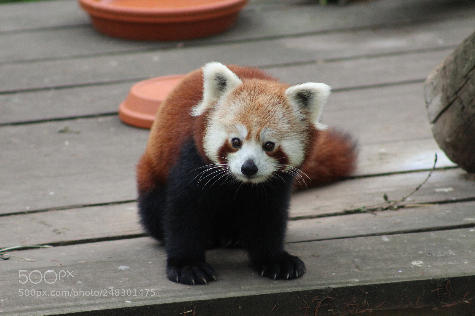 Canon EF 75-300mm f/4-5.6 sample photo. Coucou photography