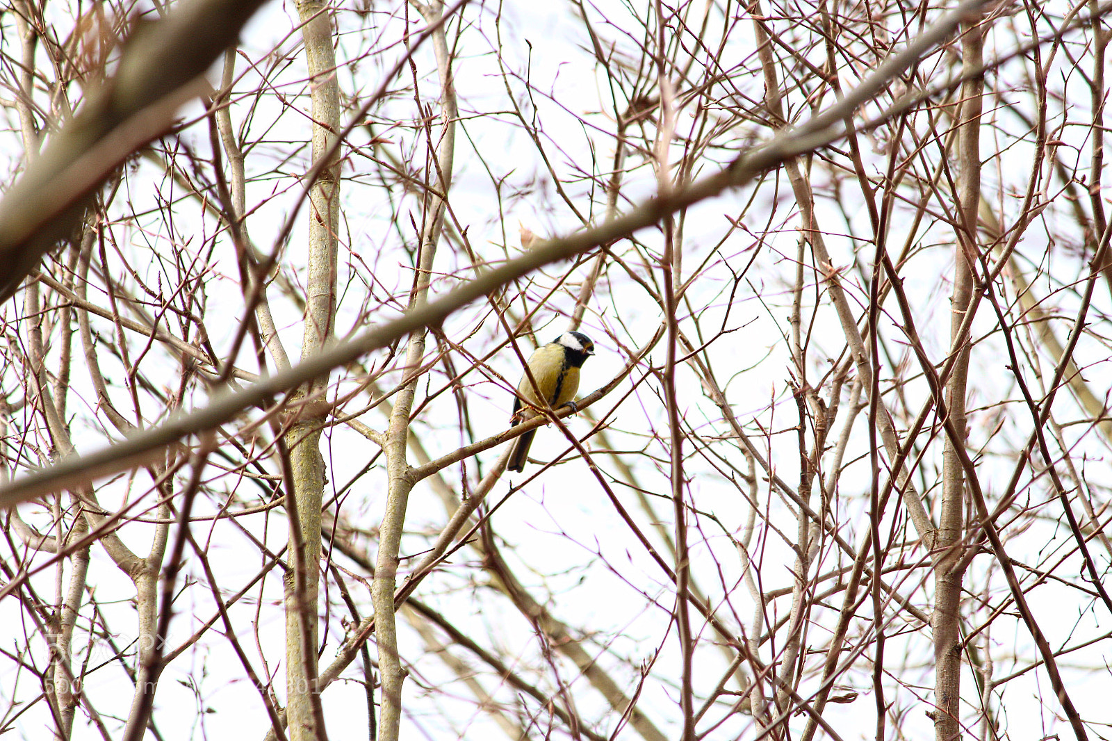 Canon EOS 650D (EOS Rebel T4i / EOS Kiss X6i) sample photo. The bird is the photography
