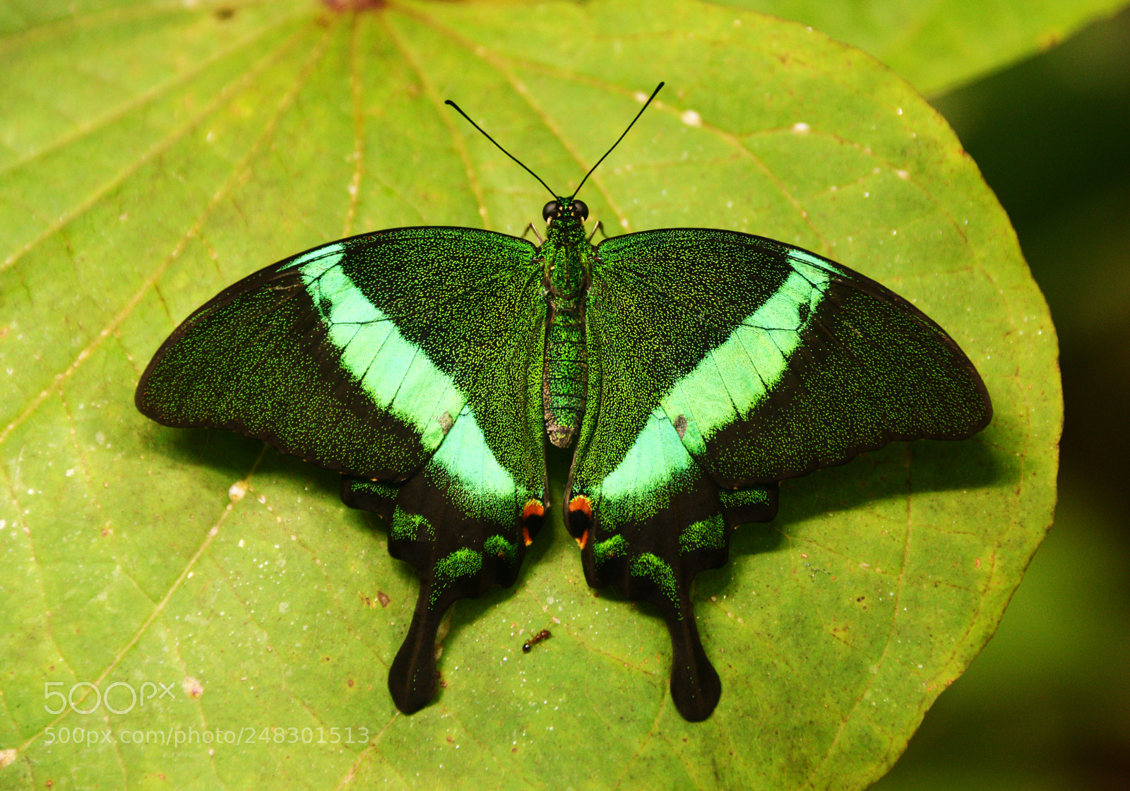 Nikon D800 sample photo. Green butterfly photography