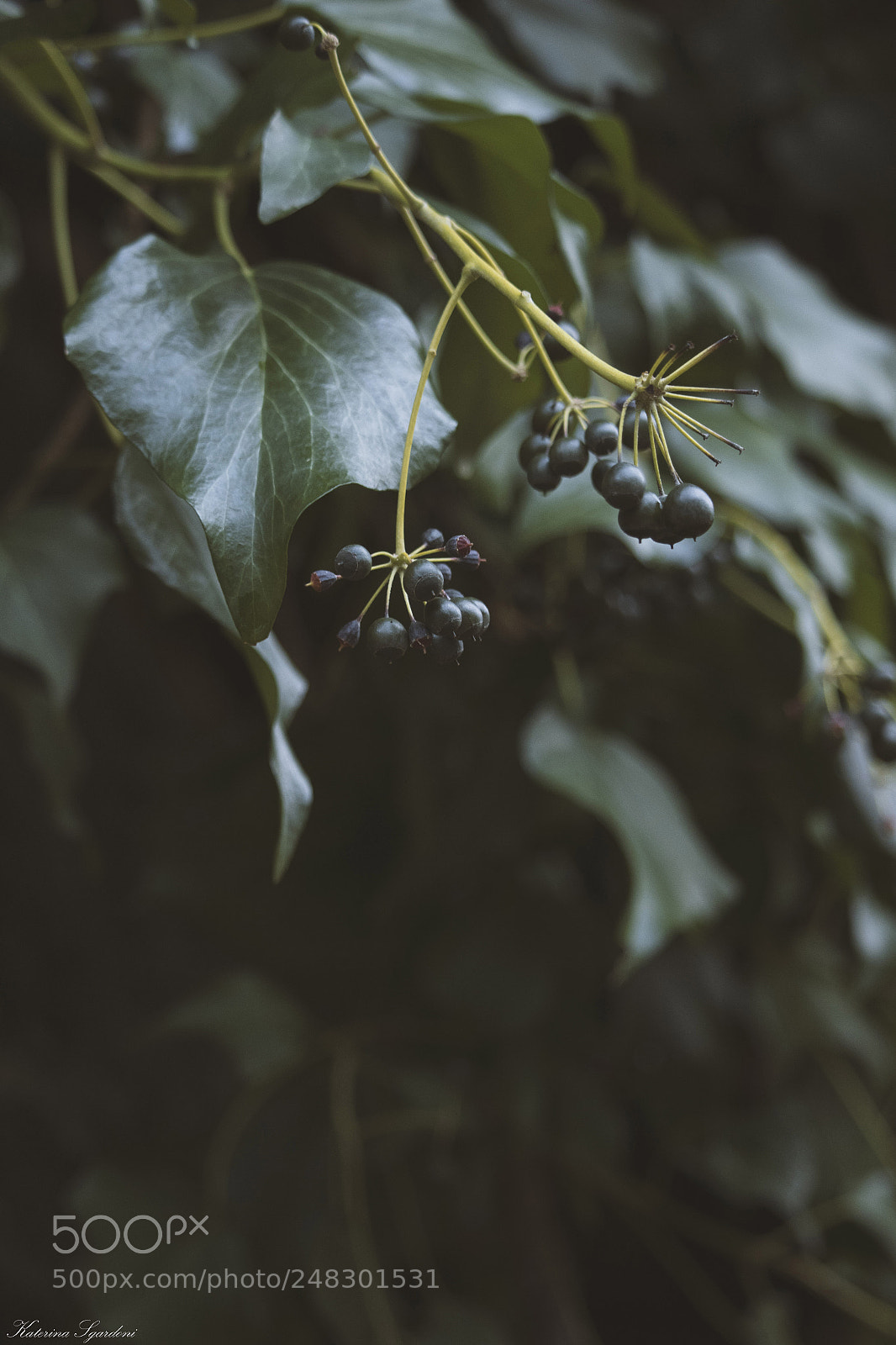 Canon EOS 7D Mark II sample photo. Nature's details photography