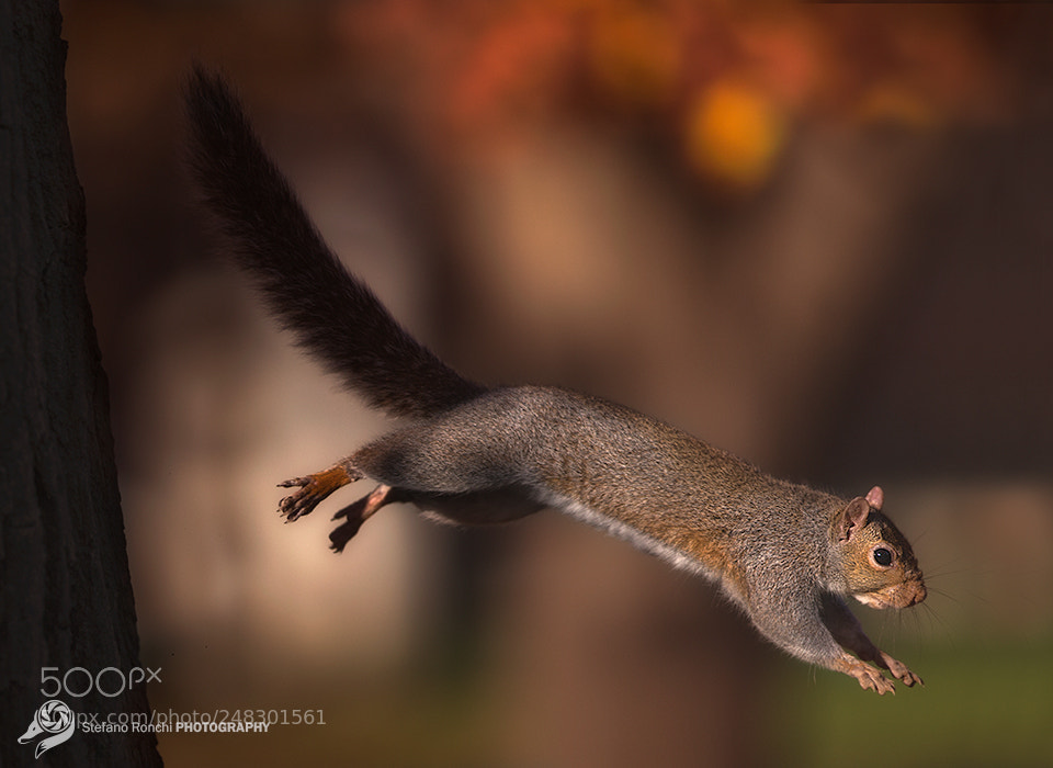 Canon EOS-1D X sample photo. The jump photography