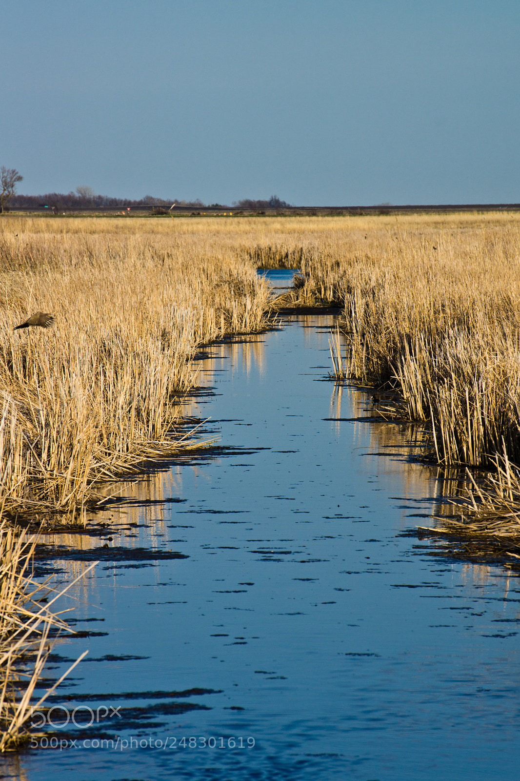Sony SLT-A65 (SLT-A65V) sample photo. Water road photography