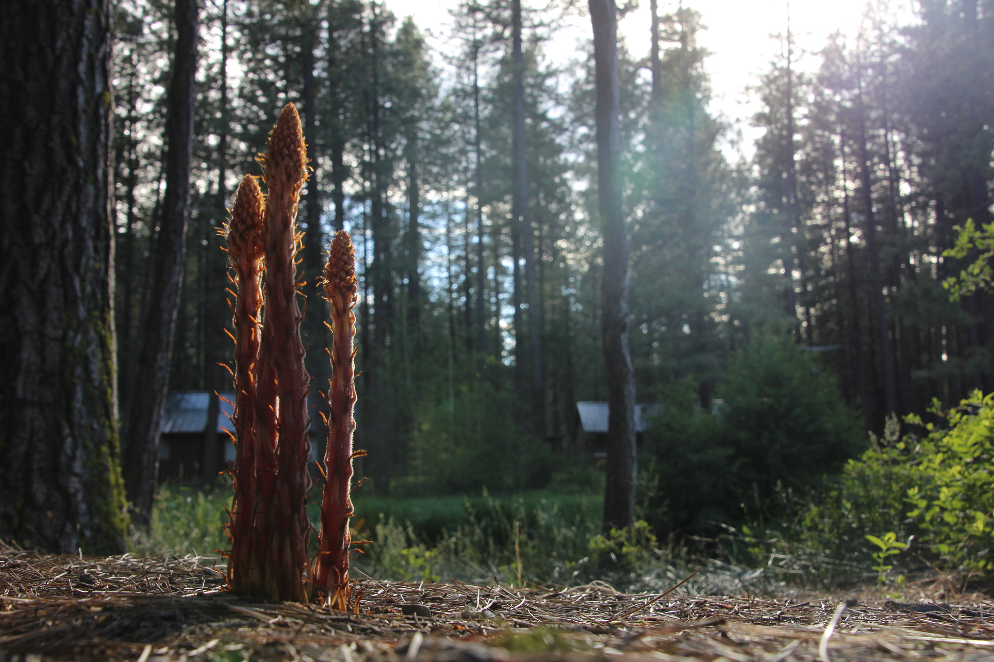 Canon EOS 600D (Rebel EOS T3i / EOS Kiss X5) sample photo. Camp sherman, or, usa photography