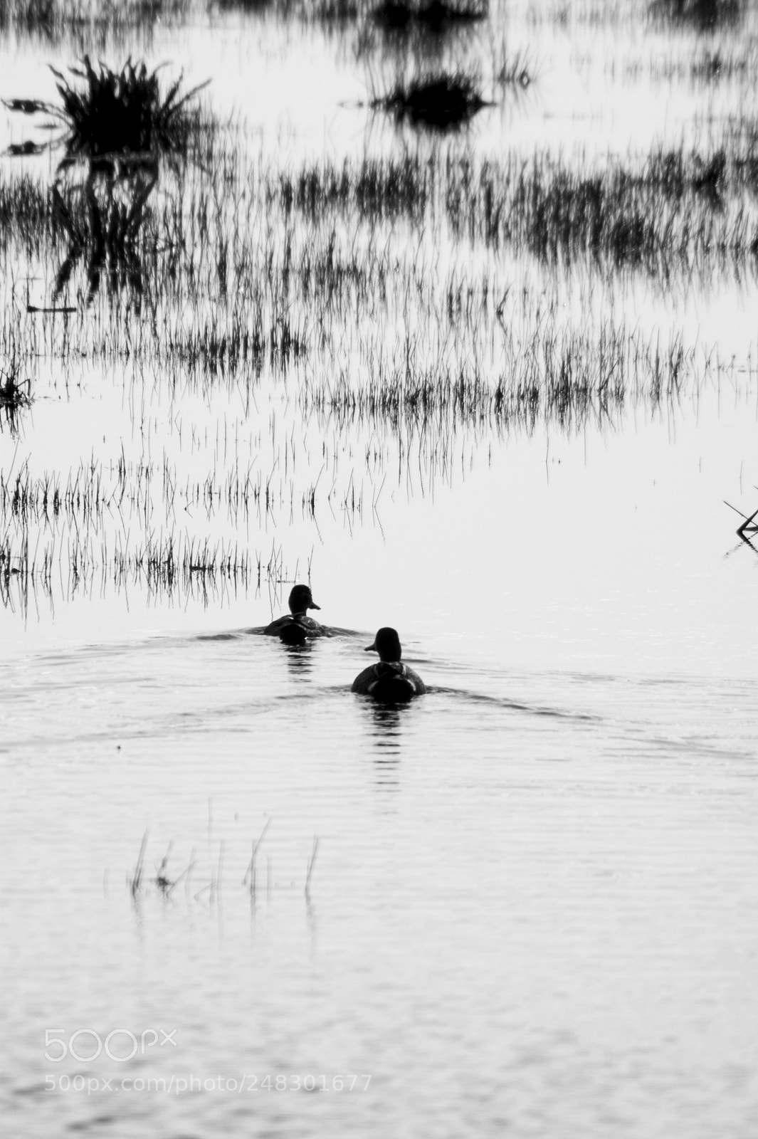 Sony Alpha DSLR-A350 sample photo. Ducks swimming photography
