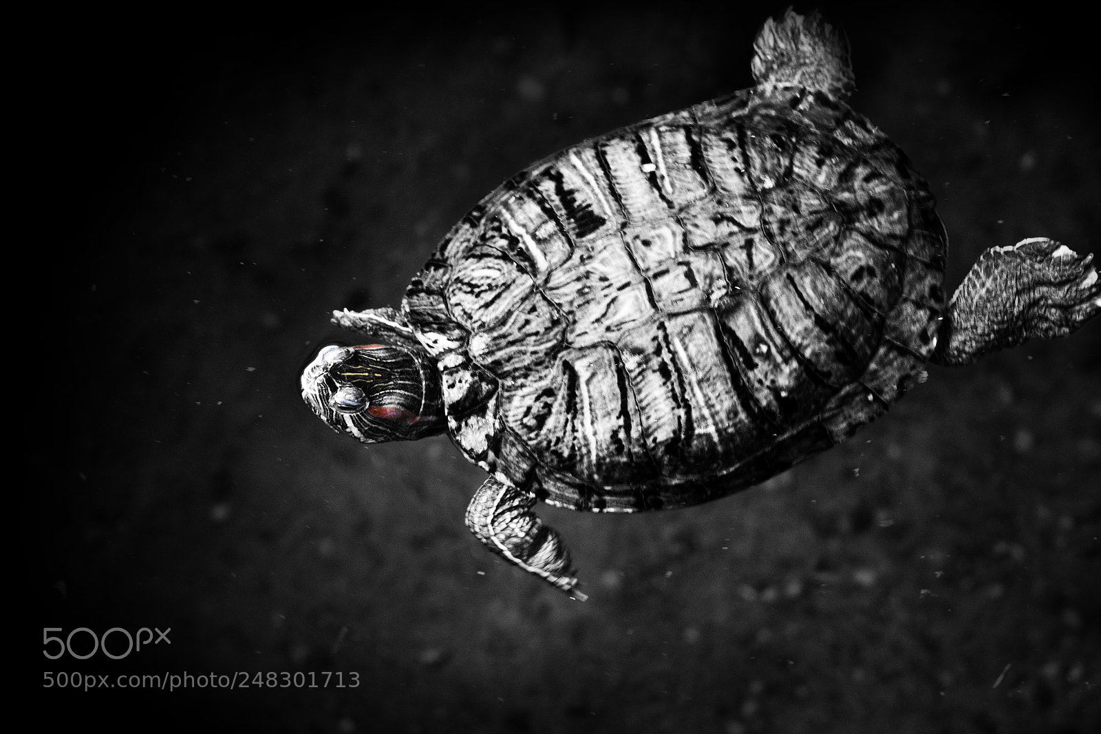 Canon EOS 600D (Rebel EOS T3i / EOS Kiss X5) sample photo. Levitate photography
